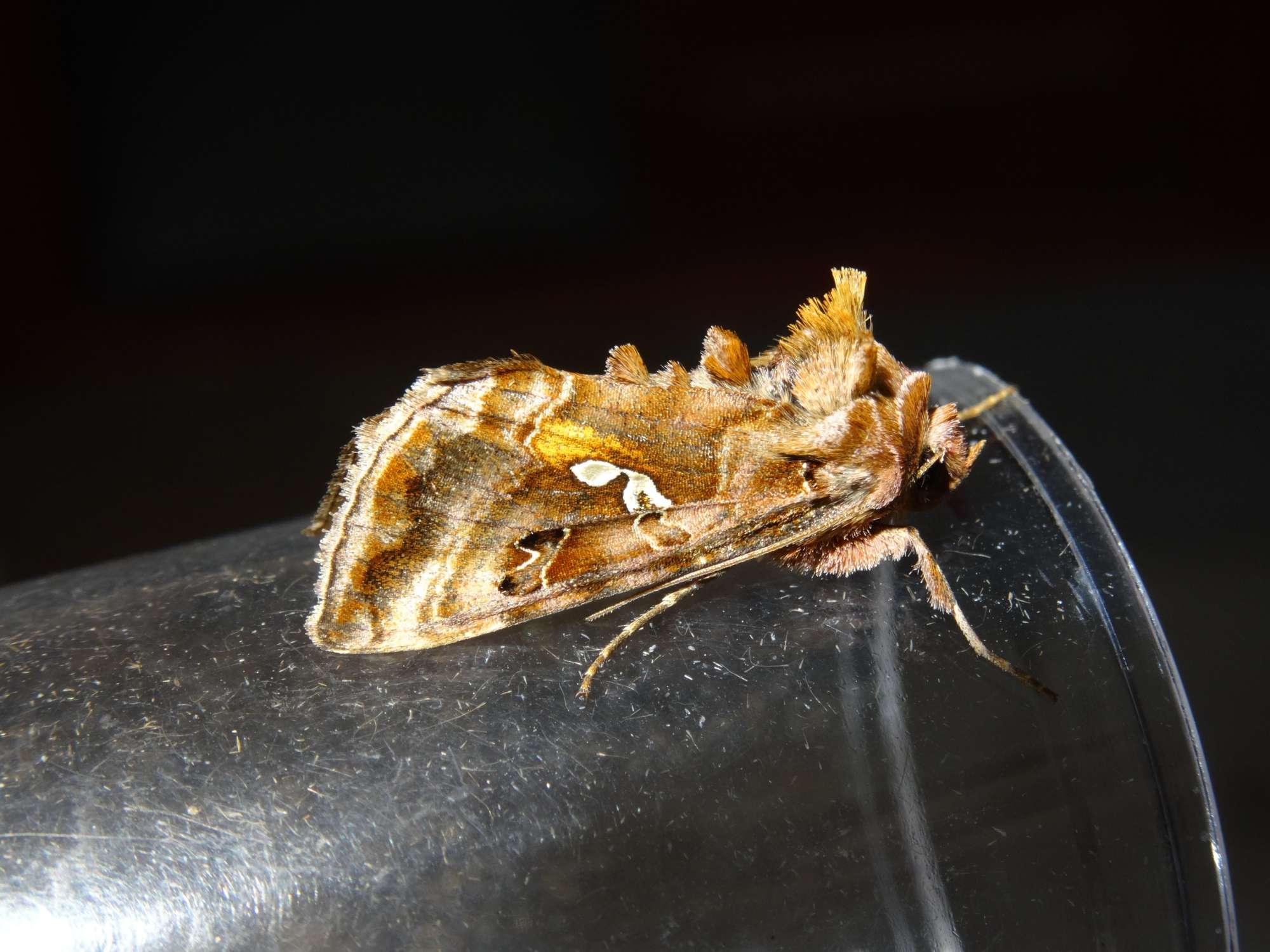 Beautiful Golden Y (Autographa pulchrina) photographed in Somerset by Christopher Iles