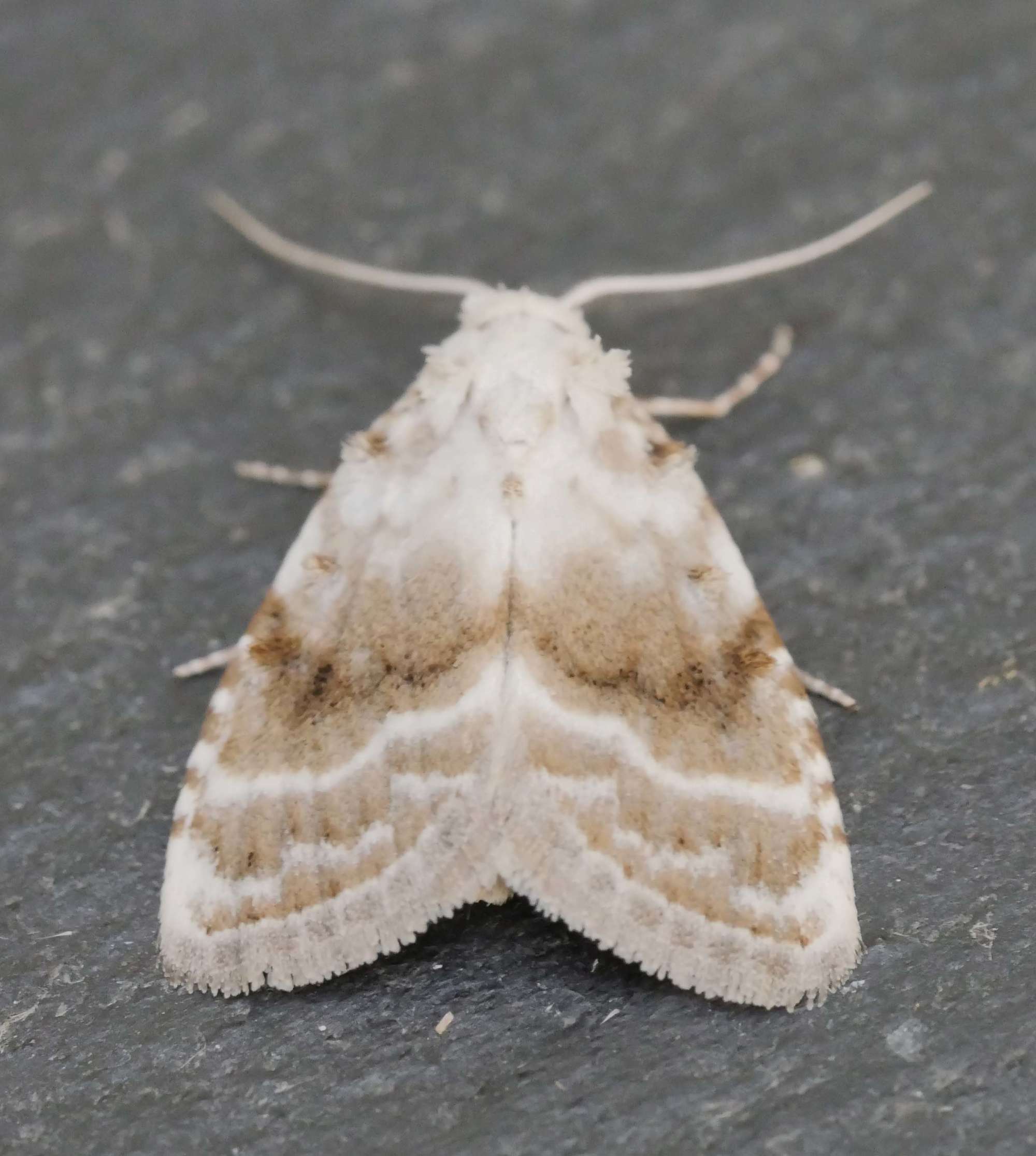 Kent Black Arches (Meganola albula) photographed in Somerset by Jenny Vickers