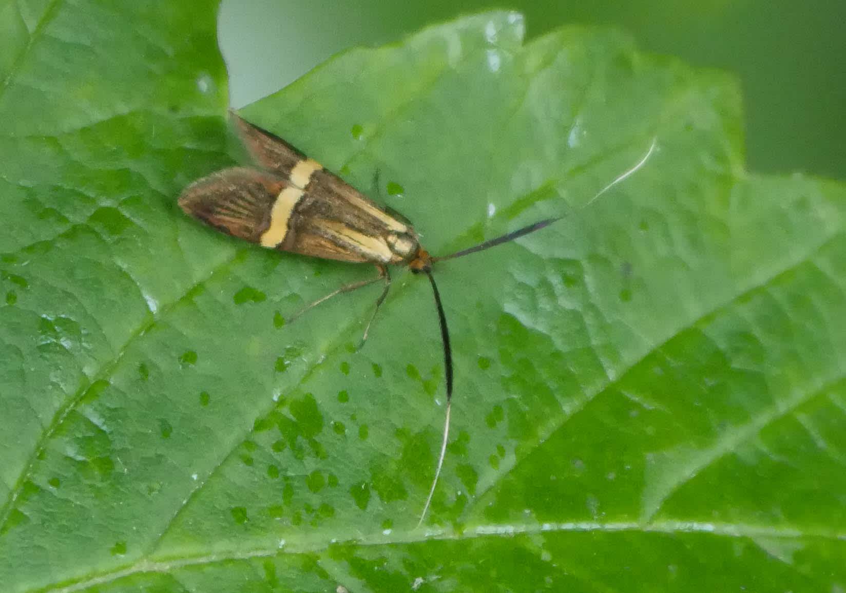 Yellow-barred Long-horn (Nemophora degeerella) photographed in Somerset by Jenny Vickers