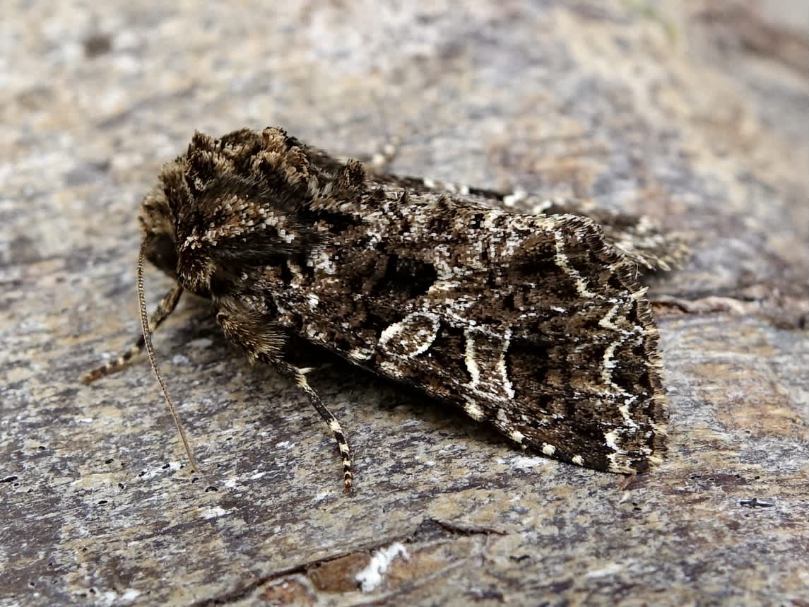 The Lychnis (Hadena bicruris) photographed in Somerset by Sue Davies