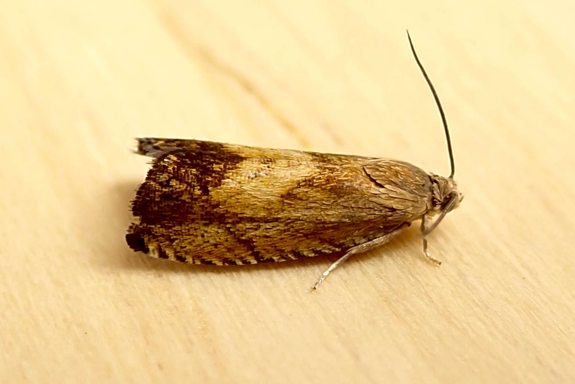 Sycamore Piercer (Pammene aurita) photographed in Somerset by Sue Davies