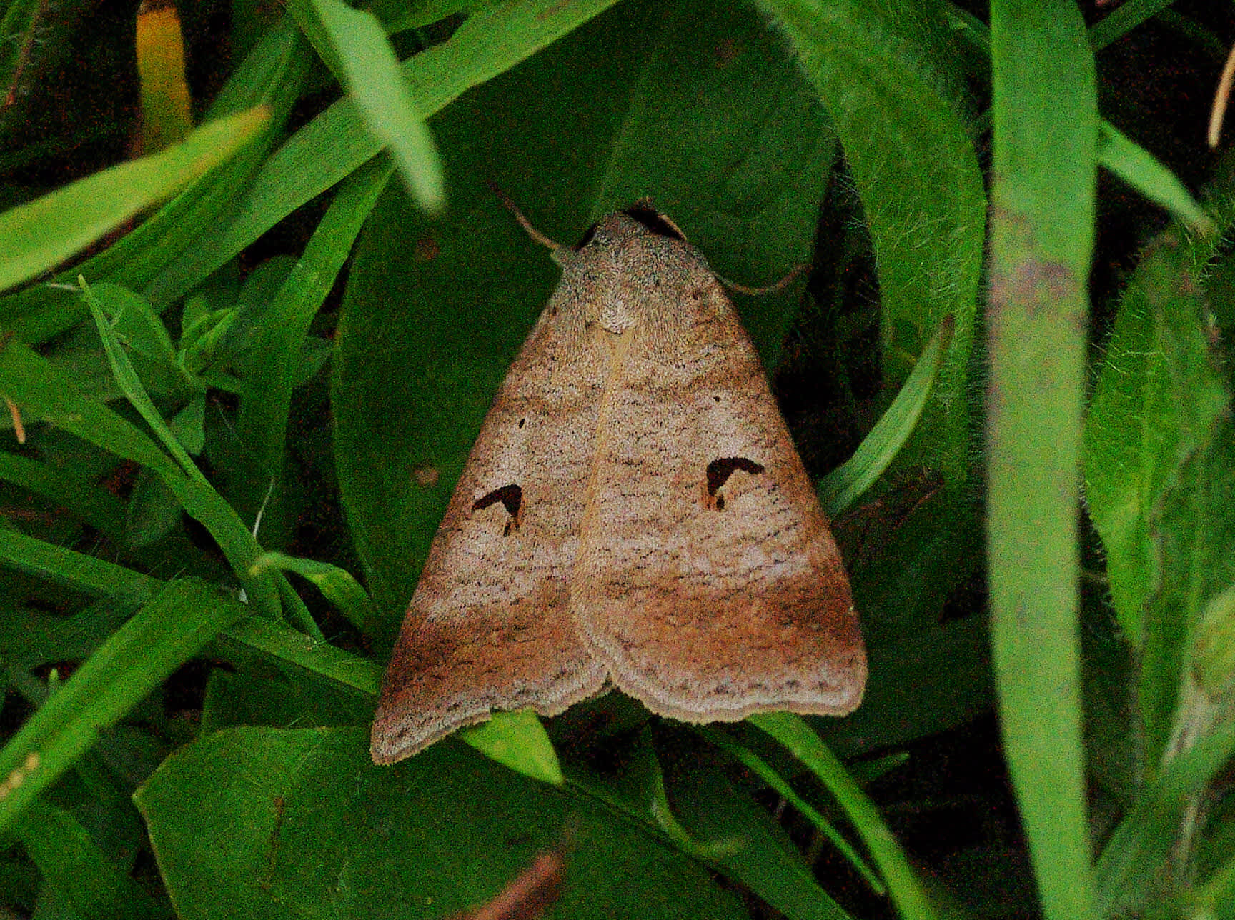 The Blackneck (Lygephila pastinum) photographed in Somerset by John Connolly