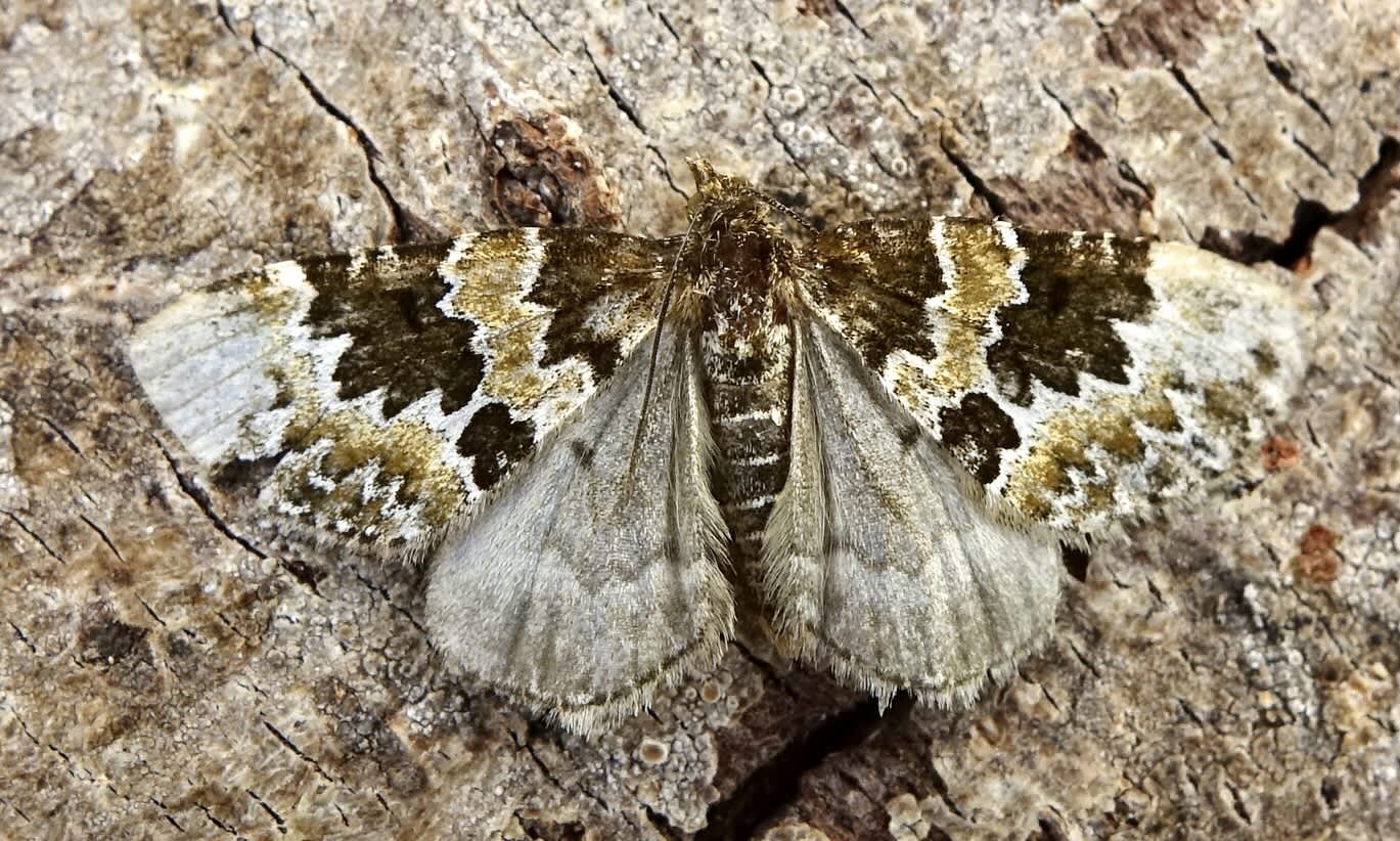 Broken-barred Carpet (Electrophaes corylata) photographed in Somerset by Sue Davies