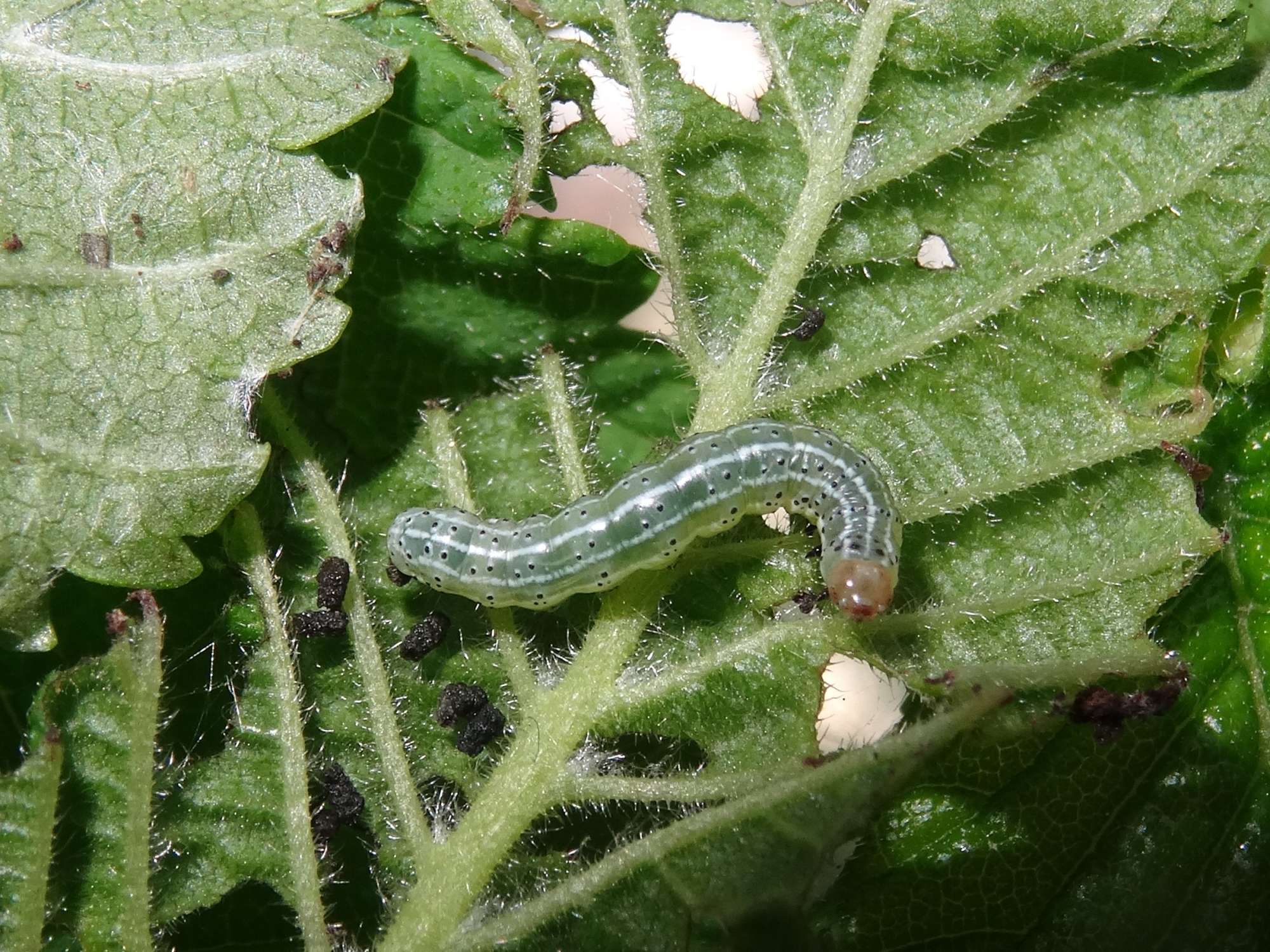 Dun-bar (Cosmia trapezina) photographed in Somerset by Christopher Iles