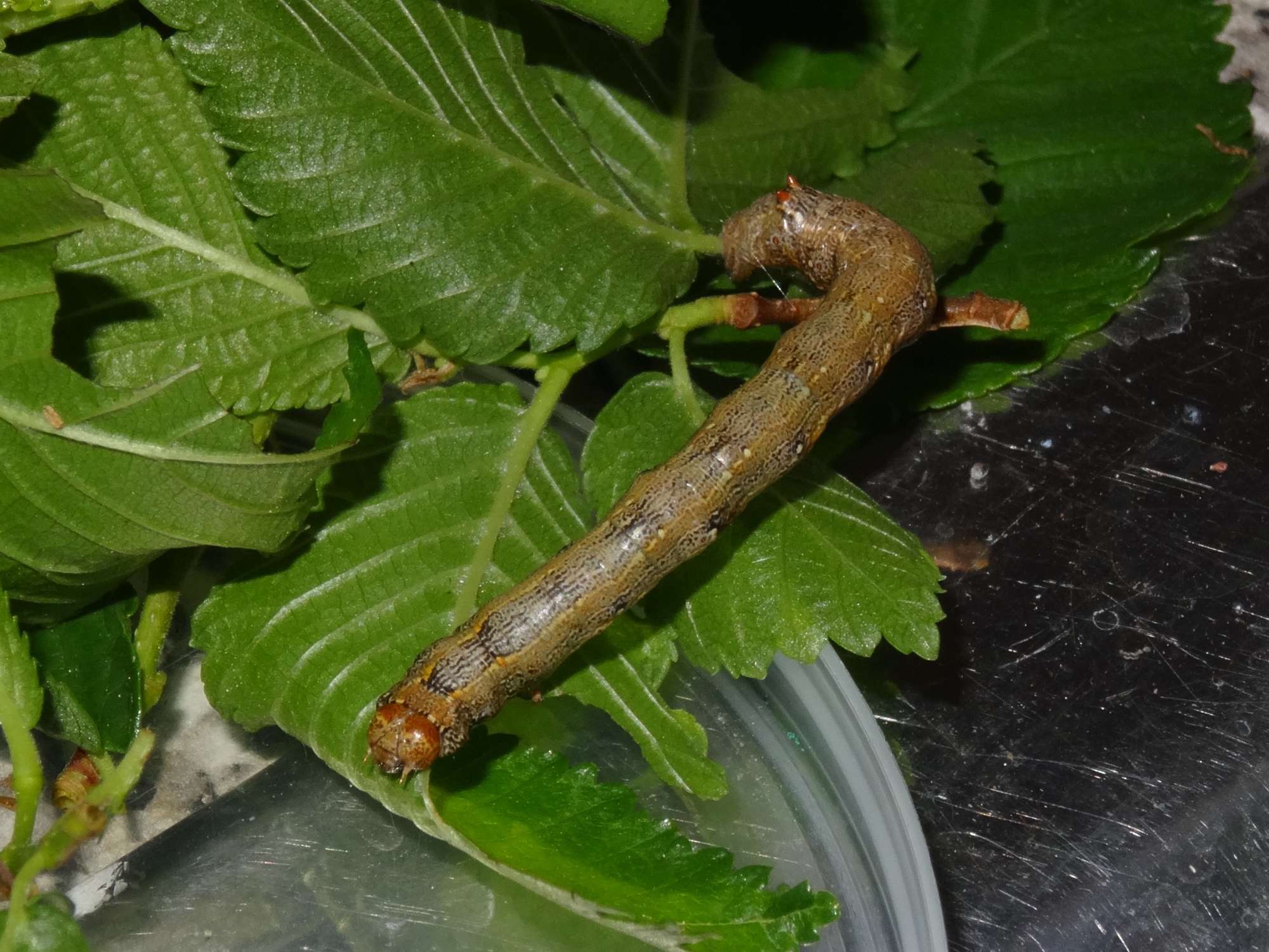 Feathered Thorn (Colotois pennaria) photographed in Somerset by Christopher Iles