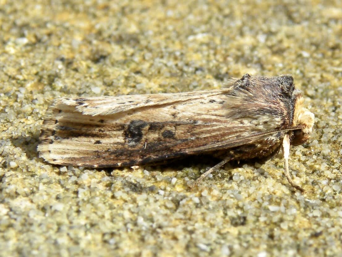 The Flame (Axylia putris) photographed in Somerset by Sue Davies