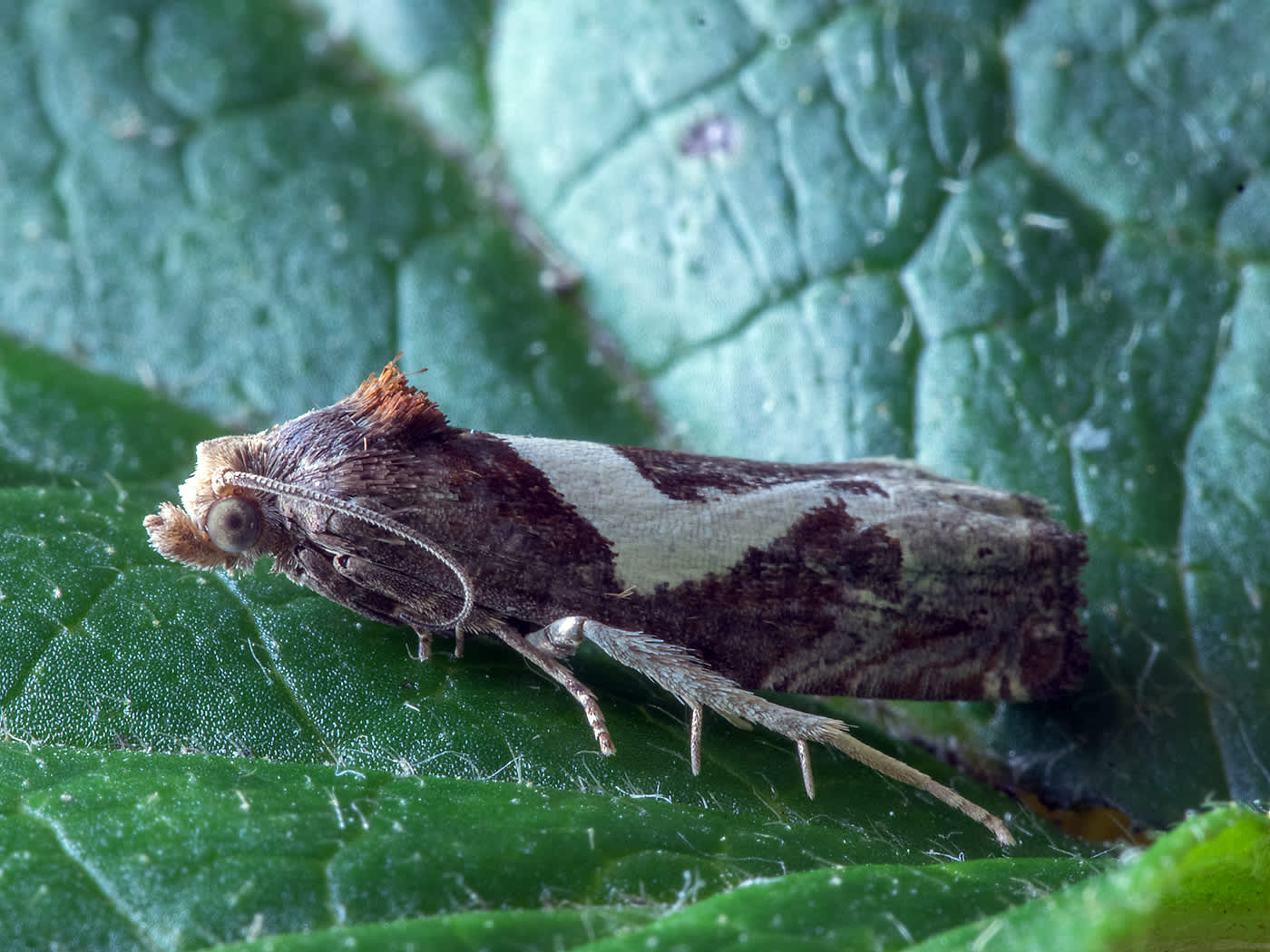 White-foot Bell (Epiblema foenella) photographed in Somerset by John Bebbington