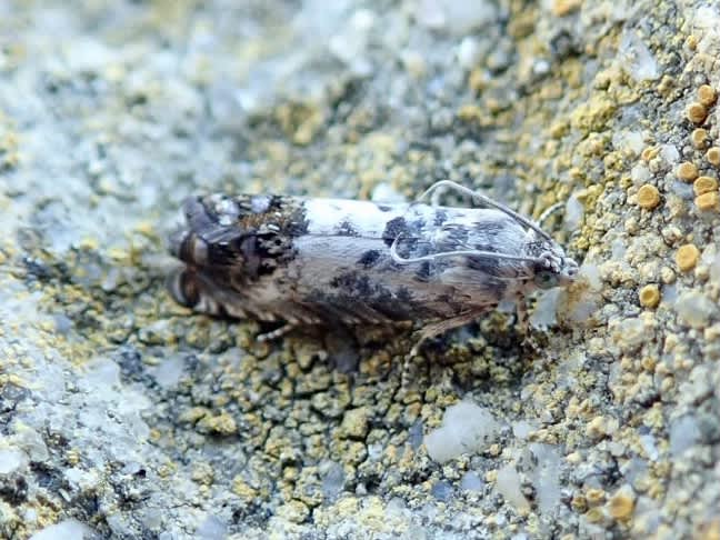 Acorn Piercer (Pammene fasciana) photographed in Somerset by Sue Davies