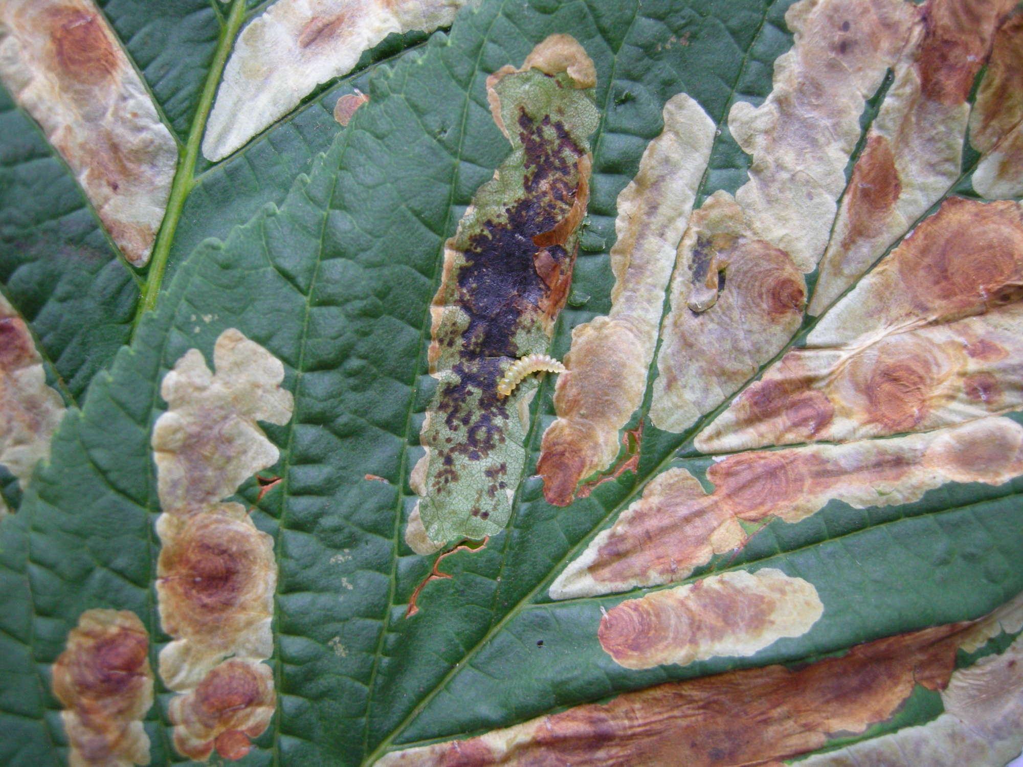 Horse-Chestnut Leaf-miner (Cameraria ohridella) photographed in Somerset by Paul Wilkins