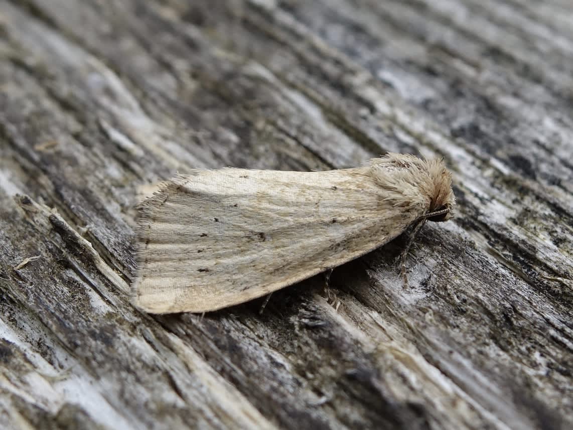 Small Dotted Buff (Photedes minima) photographed in Somerset by Sue Davies