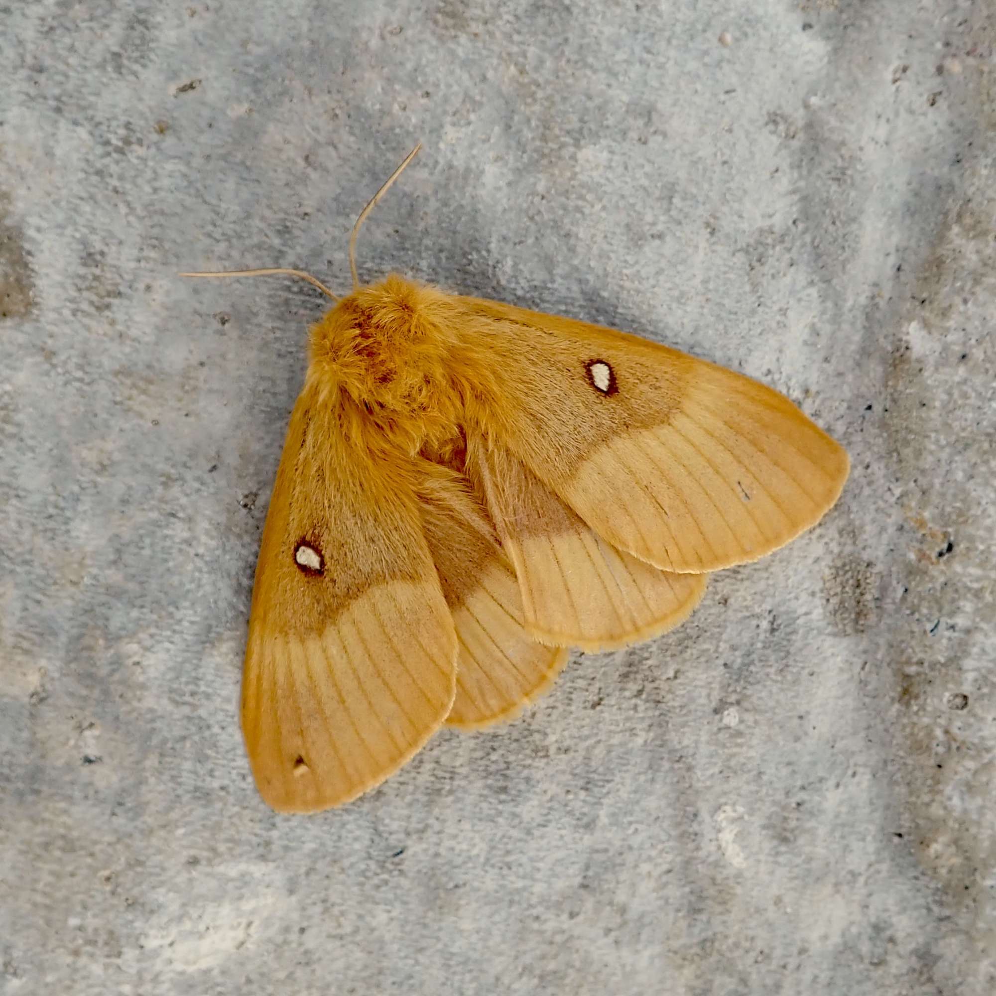 Oak Eggar (Lasiocampa quercus) photographed in Somerset by Sue Davies