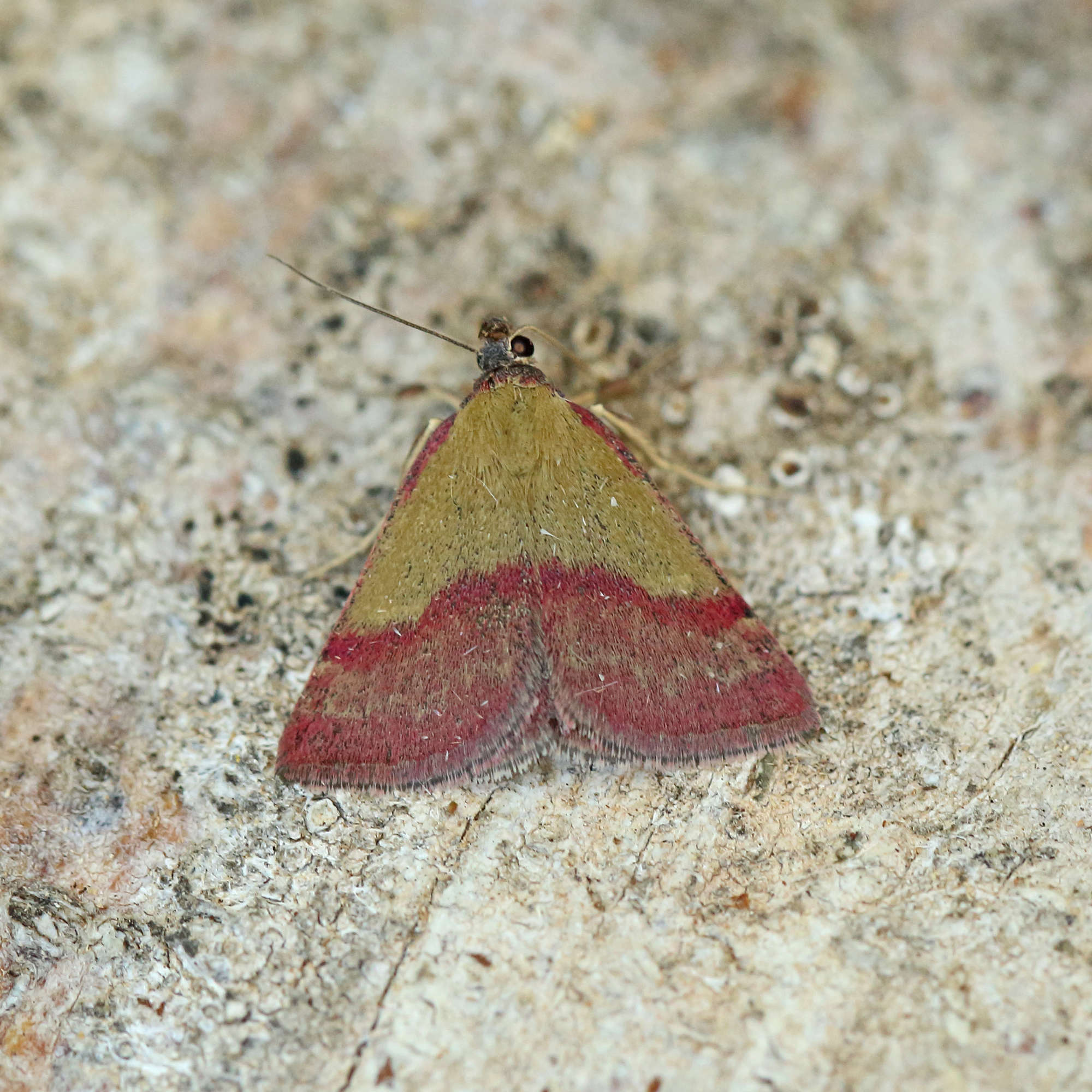 Small Purple-barred (Phytometra viridaria) photographed in Somerset by Nigel Voaden