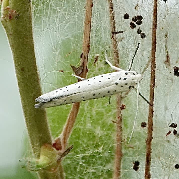 Willow Ermine (Yponomeuta rorrella) photographed in Somerset by Sue Davies