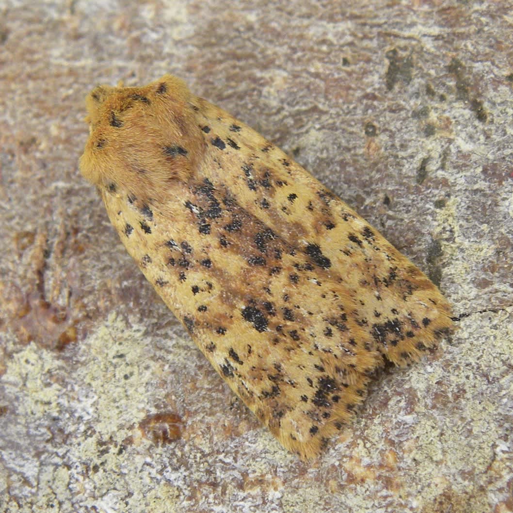 Dotted Chestnut (Conistra rubiginea) photographed in Somerset by Sue Davies