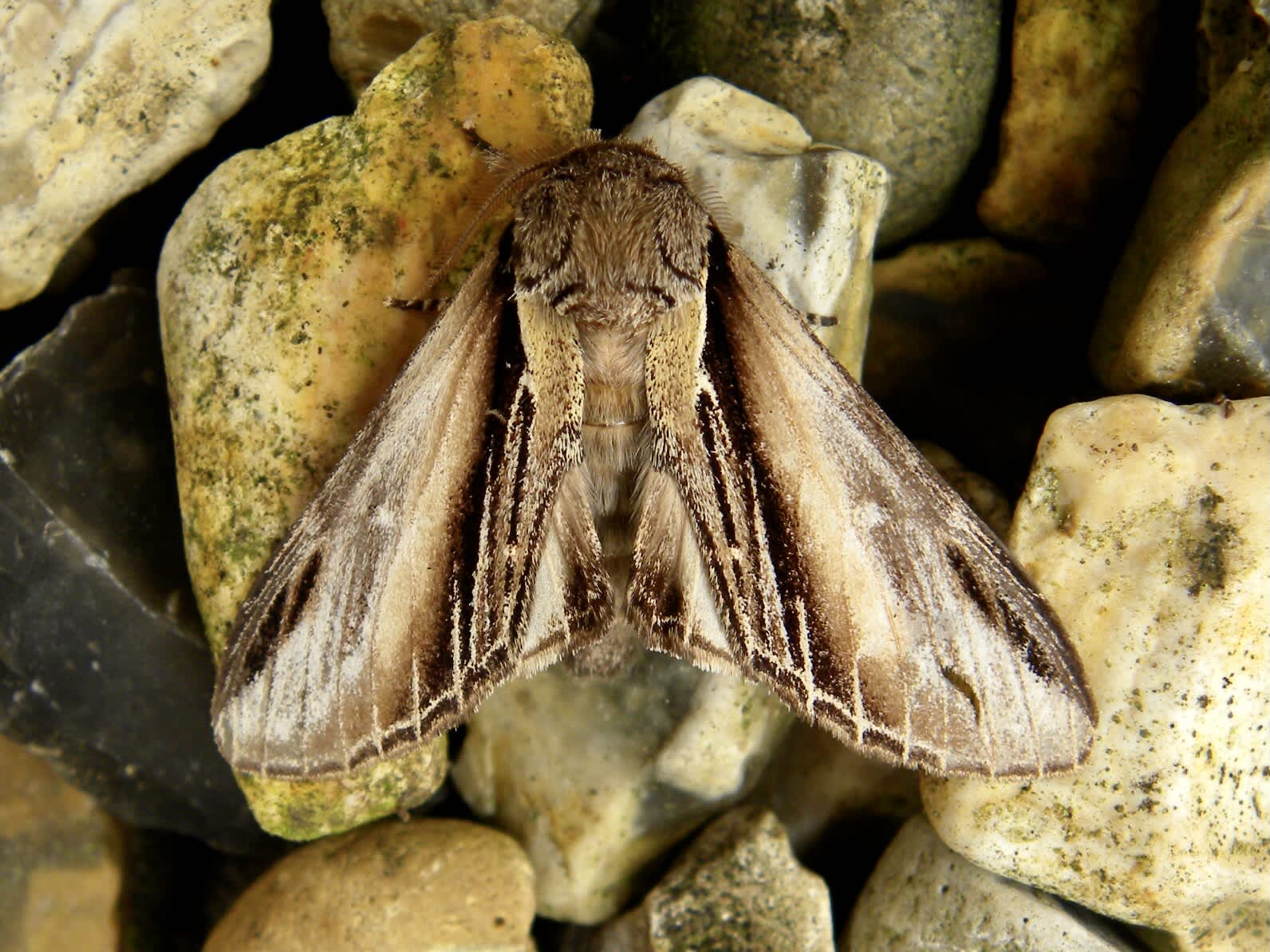 Swallow Prominent (Pheosia tremula) photographed in Somerset by Sue Davies