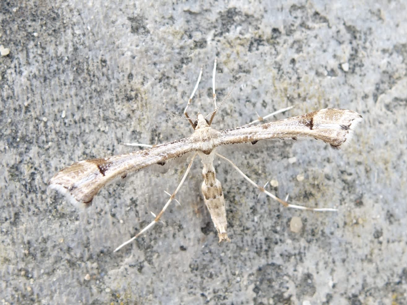 Triangle Plume (Platyptilia gonodactyla) photographed in Somerset by Sue Davies