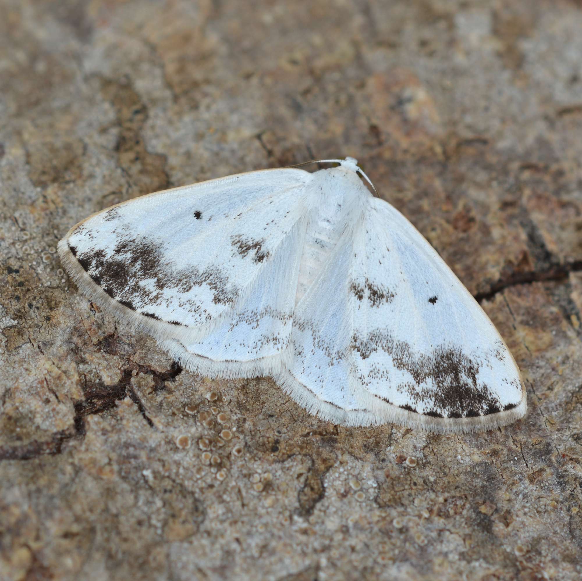 Clouded Silver (Lomographa temerata) photographed in Somerset by Sue Davies