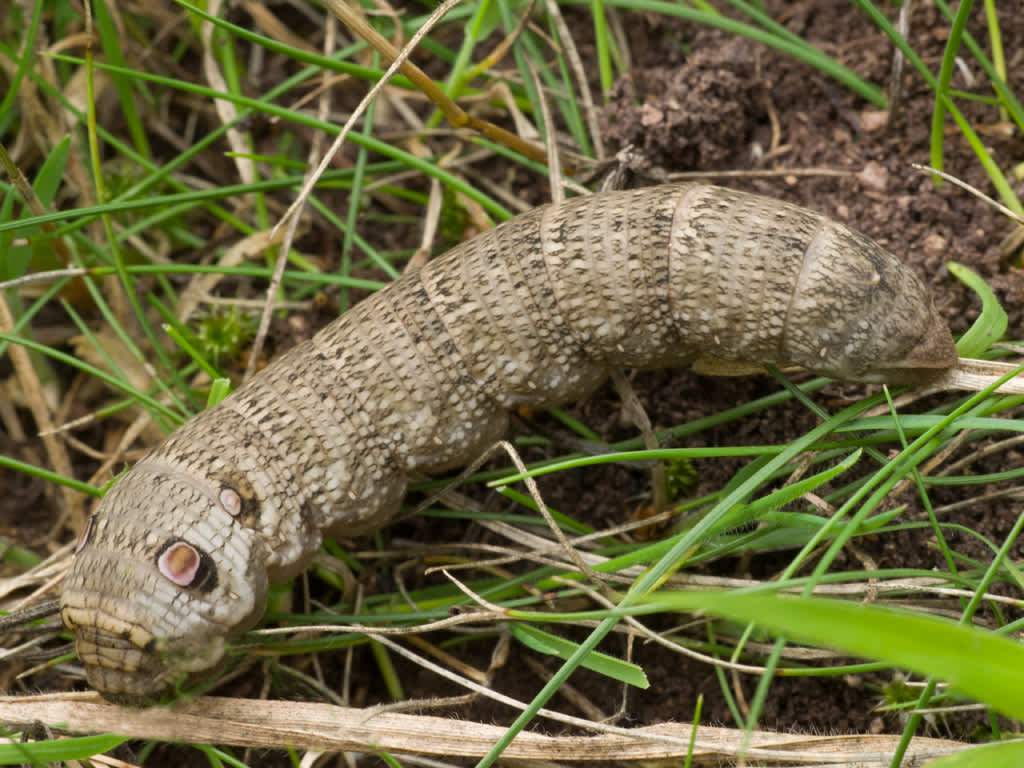 Small Elephant Hawk-moth (Deilephila porcellus) photographed in Somerset by John Bebbington