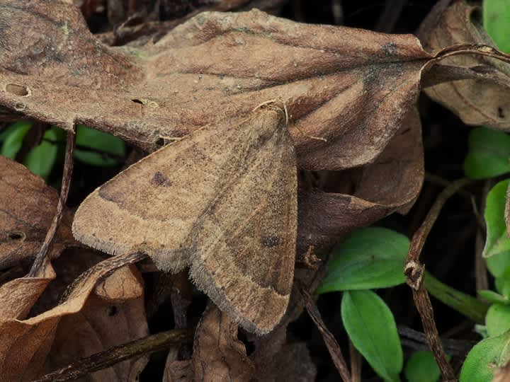 Early Moth (Theria primaria) photographed in Somerset by John Connolly