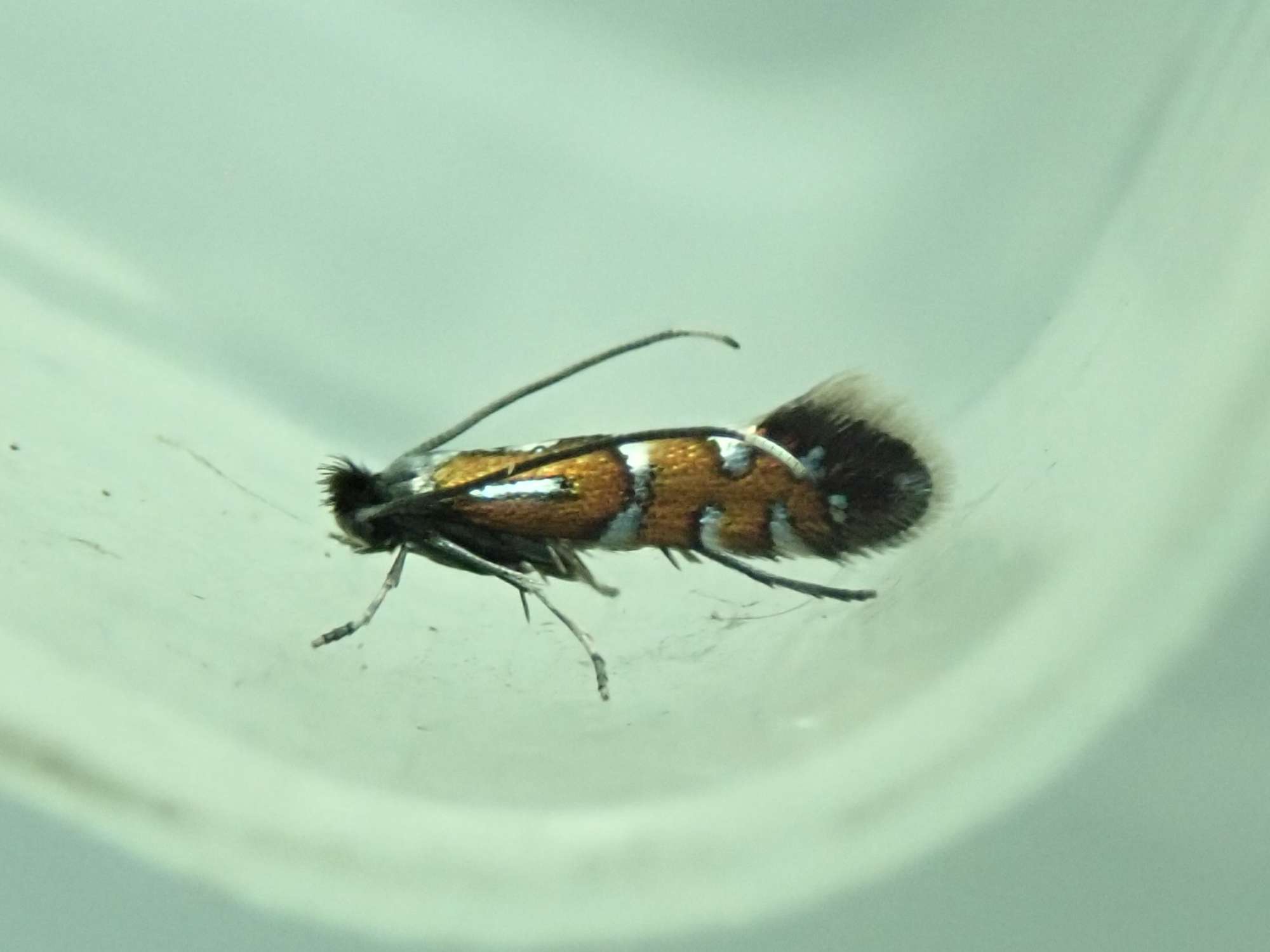 Fiery Oak Midget (Phyllonorycter lautella) photographed in Somerset by Christopher Iles
