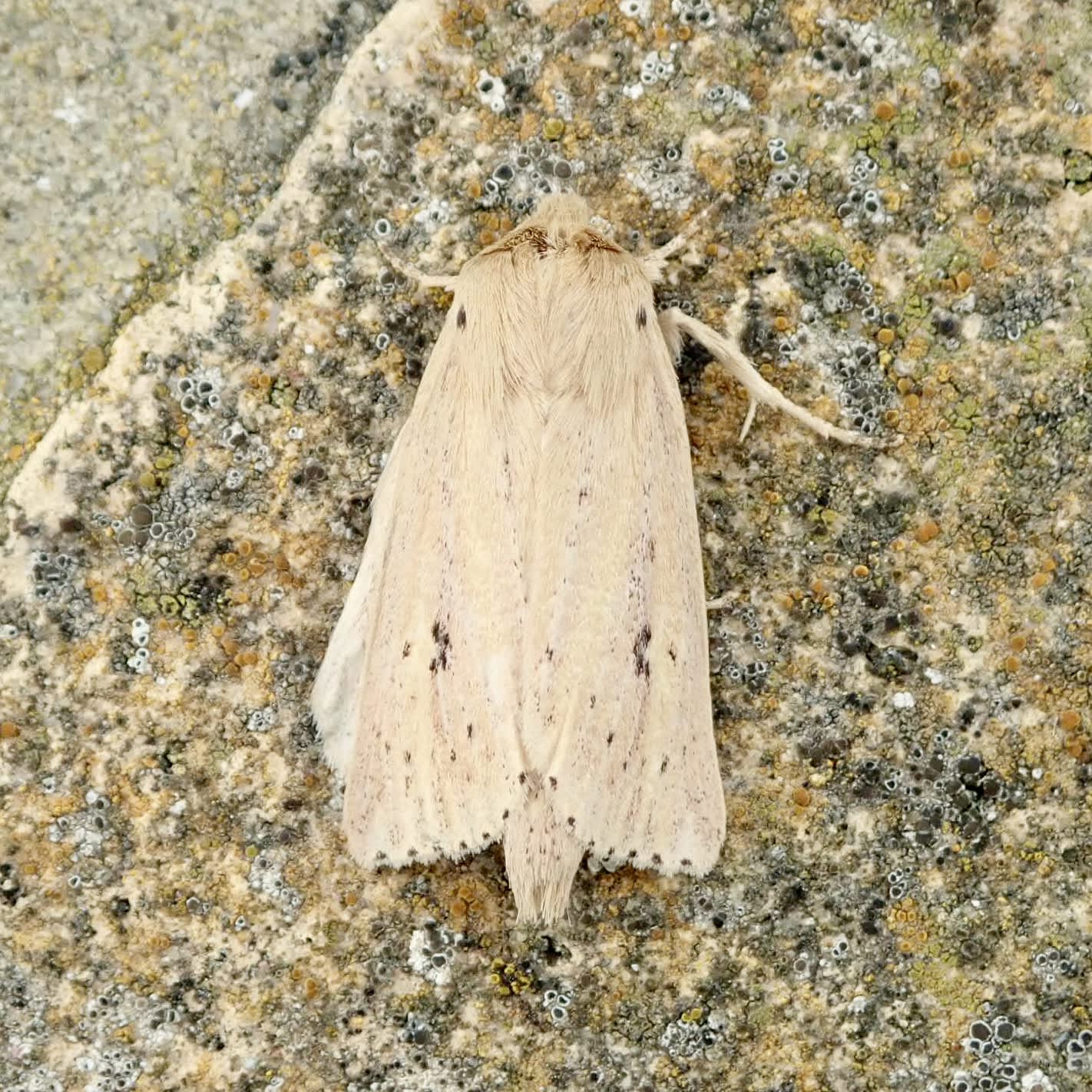 Webb's Wainscot (Globia sparganii) photographed in Somerset by Sue Davies