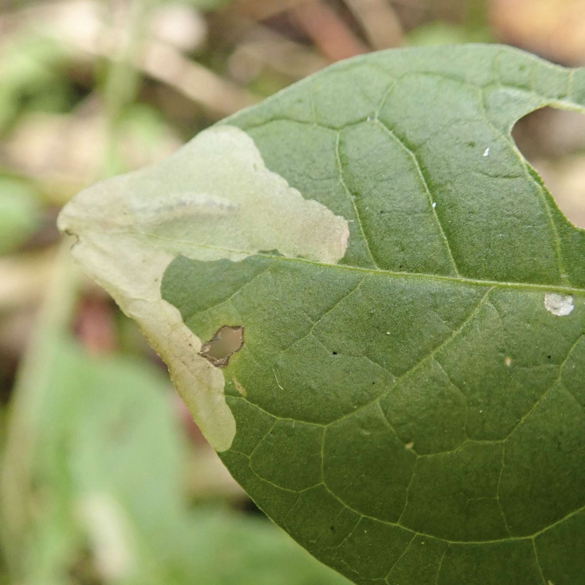 Bittersweet Fanner (Acrolepia autumnitella) photographed in Somerset by Sue Davies