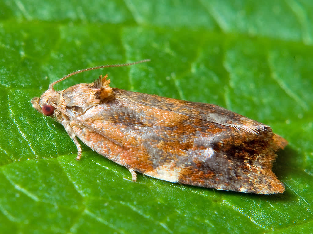 Red-barred Tortrix (Ditula angustiorana) photographed in Somerset by John Bebbington