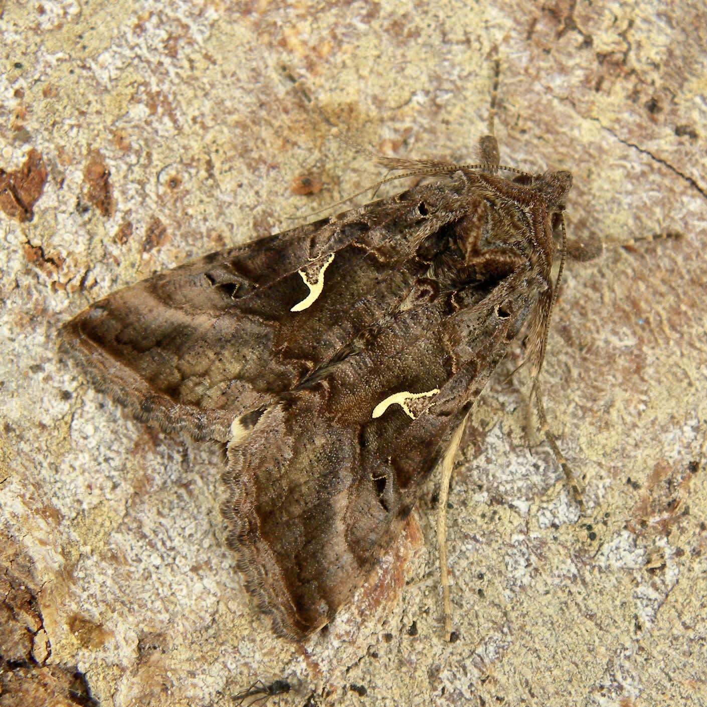 Silver Y (Autographa gamma) photographed in Somerset by Sue Davies