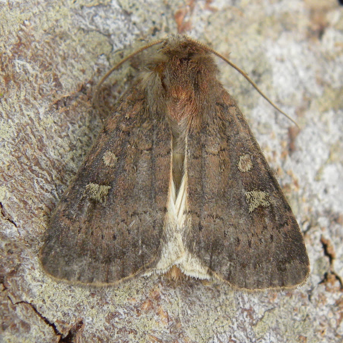 Square-spot Rustic (Xestia xanthographa) photographed in Somerset by Sue Davies