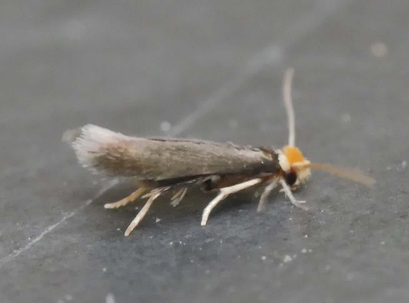 Common Oak Pigmy (Stigmella roborella) photographed in Somerset by Jenny Vickers