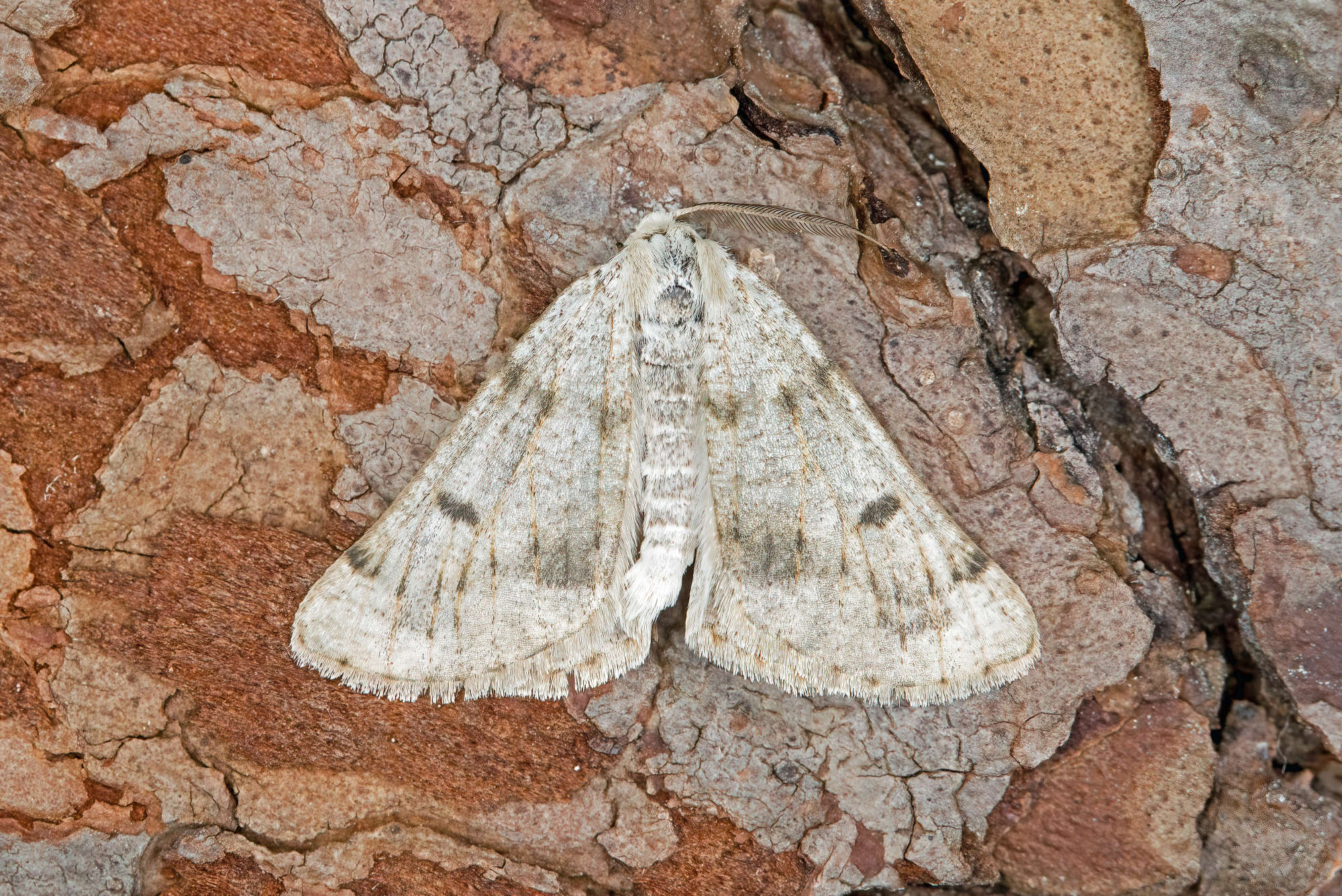 Grey Scalloped Bar (Dyscia fagaria) photographed in Somerset by Nigel Voaden