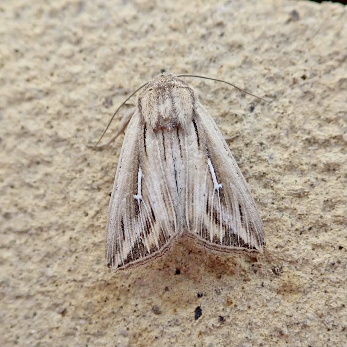 L-album Wainscot (Mythimna l-album) photographed in Somerset by Sue Davies