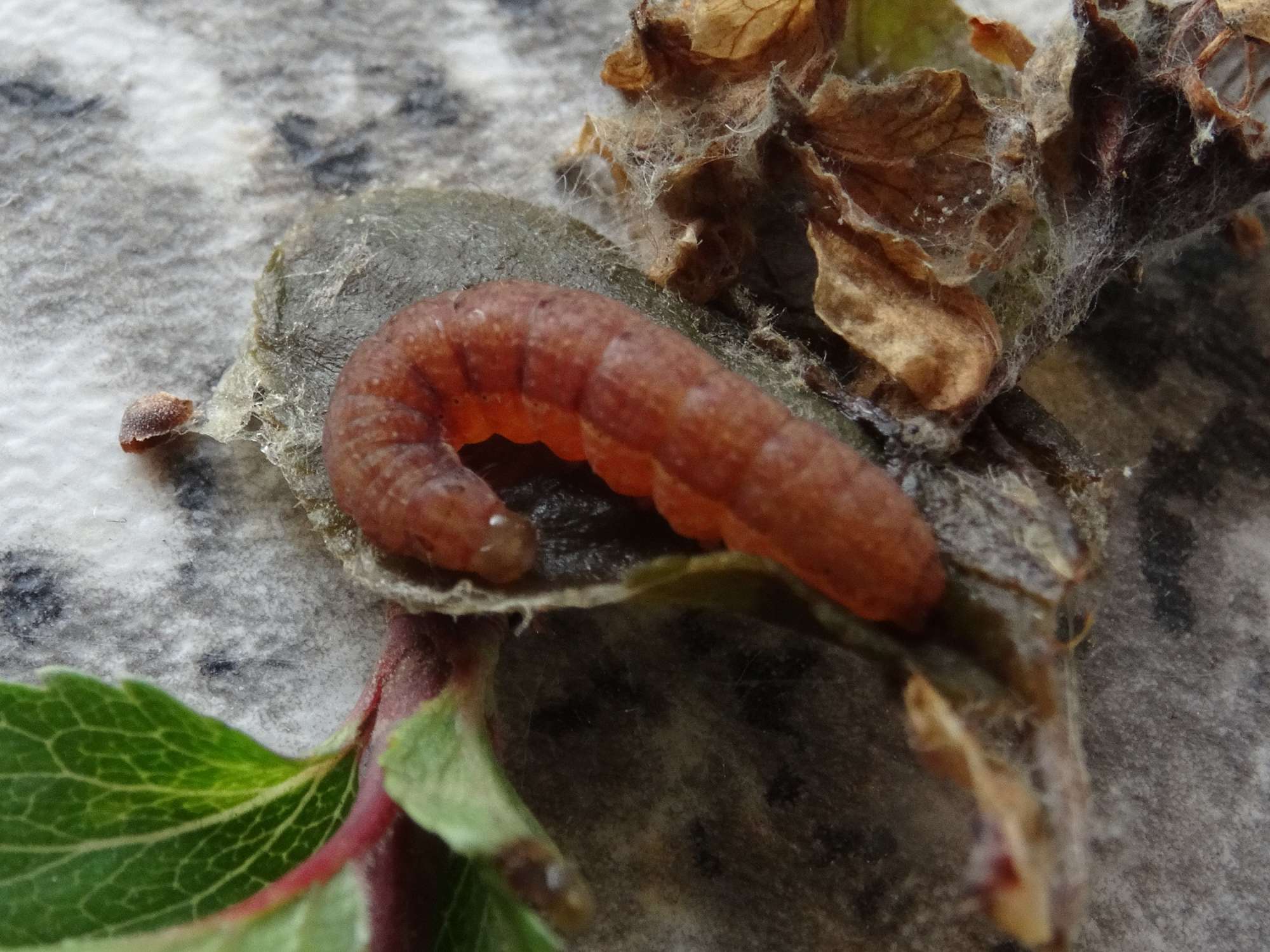 Dark Chestnut (Conistra ligula) photographed in Somerset by Christopher Iles