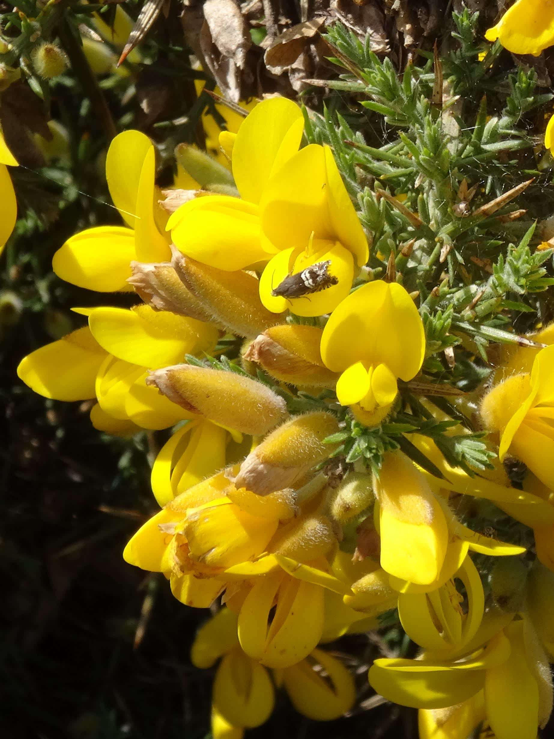 Dark Gorse Piercer (Grapholita internana) photographed in Somerset by Christopher Iles