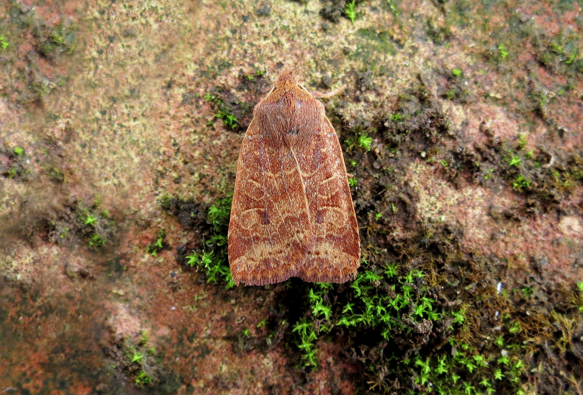 The Chestnut (Conistra vaccinii) photographed in Somerset by Steve Chapple