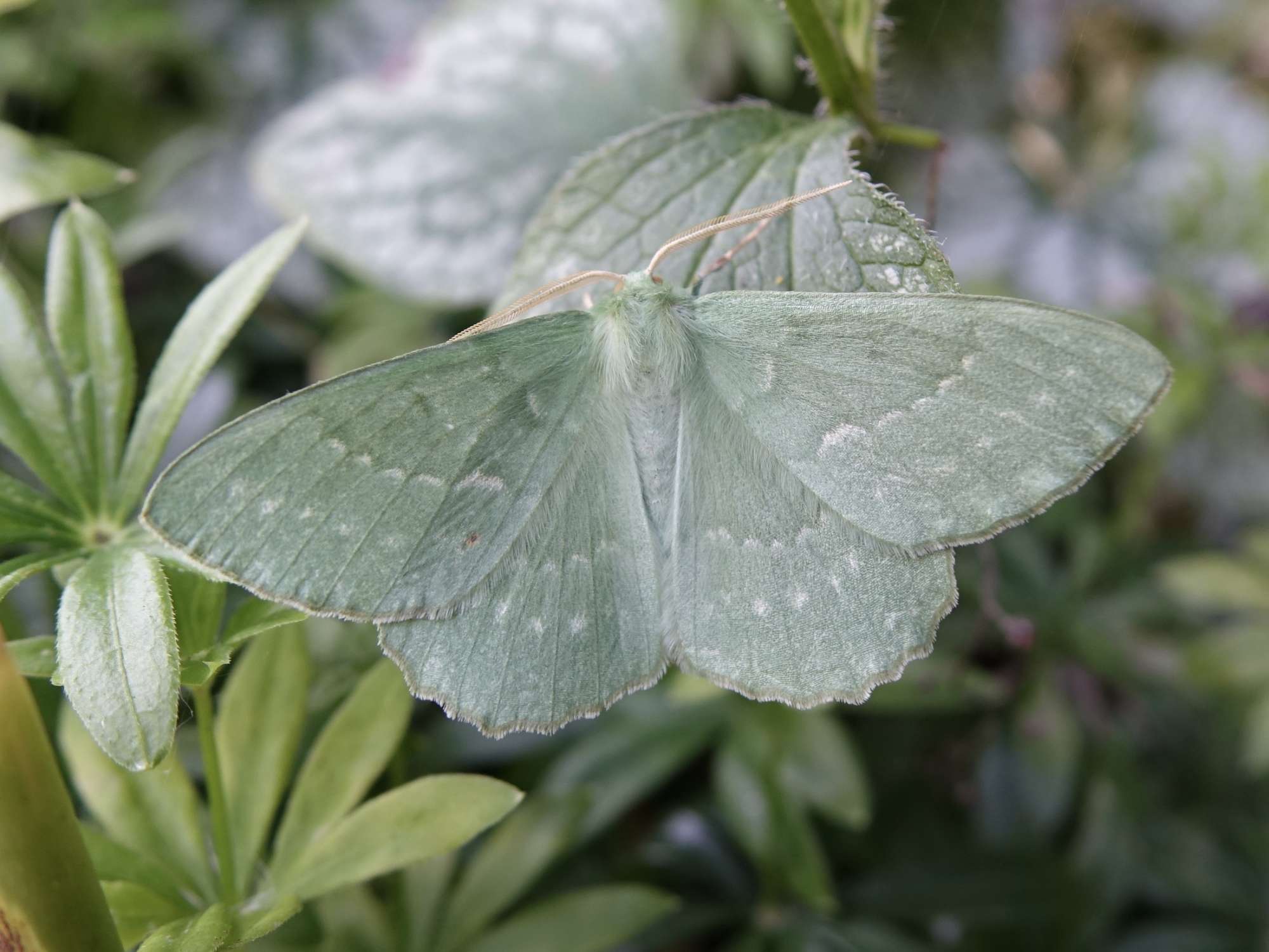 Large Emerald (Geometra papilionaria) photographed in Somerset by Sue Davies