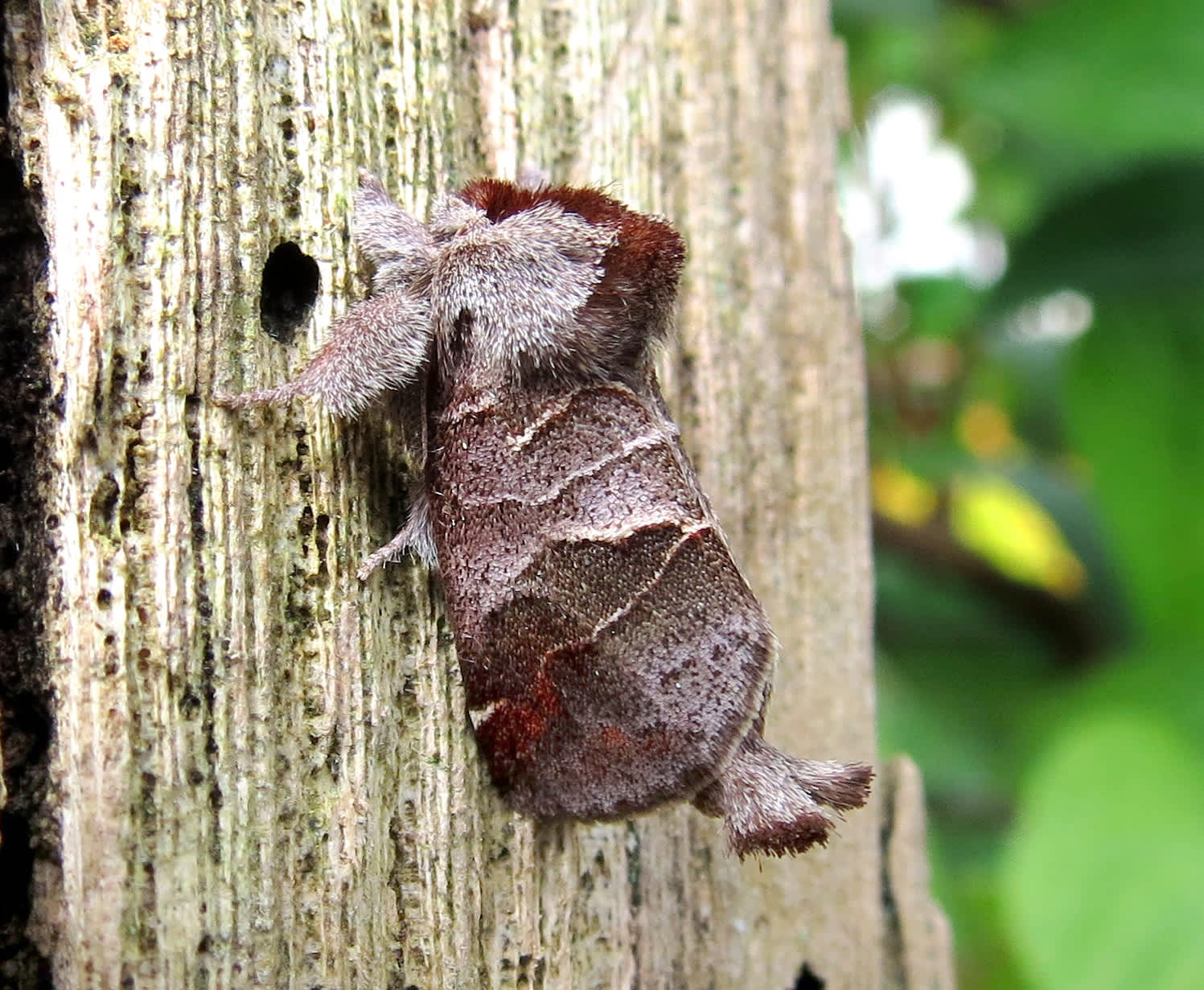 Small Chocolate-tip (Clostera pigra) photographed in Somerset by Steve Chapple