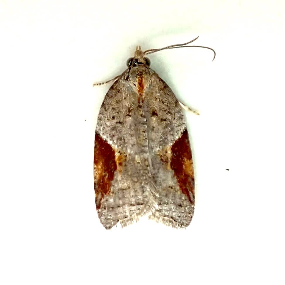 Dark-triangle Button (Acleris laterana) photographed in Somerset by Sue Davies
