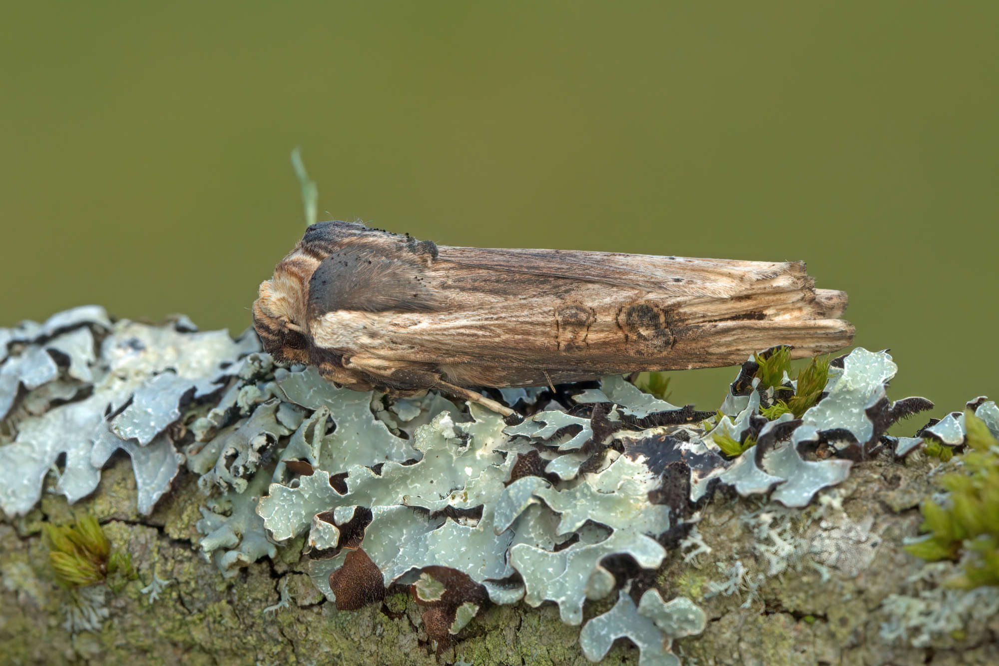 Sword-grass (Xylena exsoleta) photographed in Somerset by Nigel Voaden