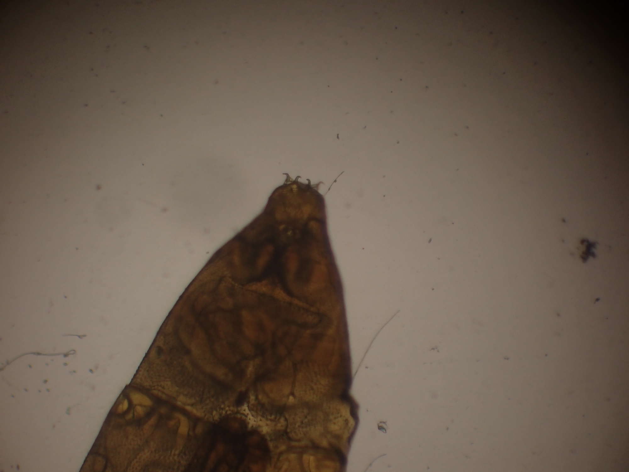 Phyllonorycter maestingella | Somerset Moths