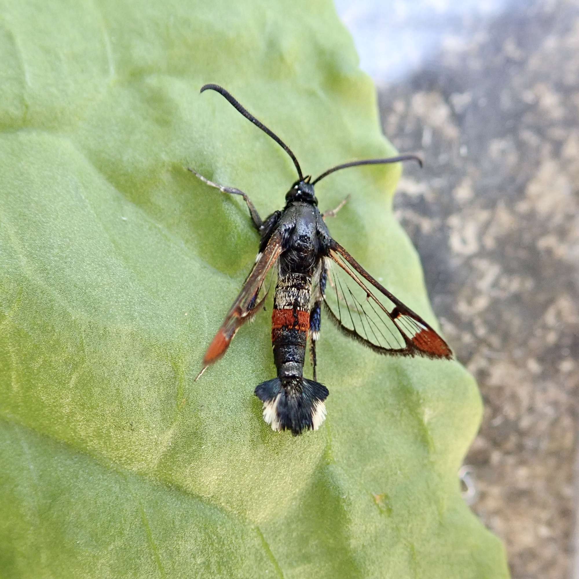 Red-tipped Clearwing (Synanthedon formicaeformis) photographed in Somerset by Sue Davies