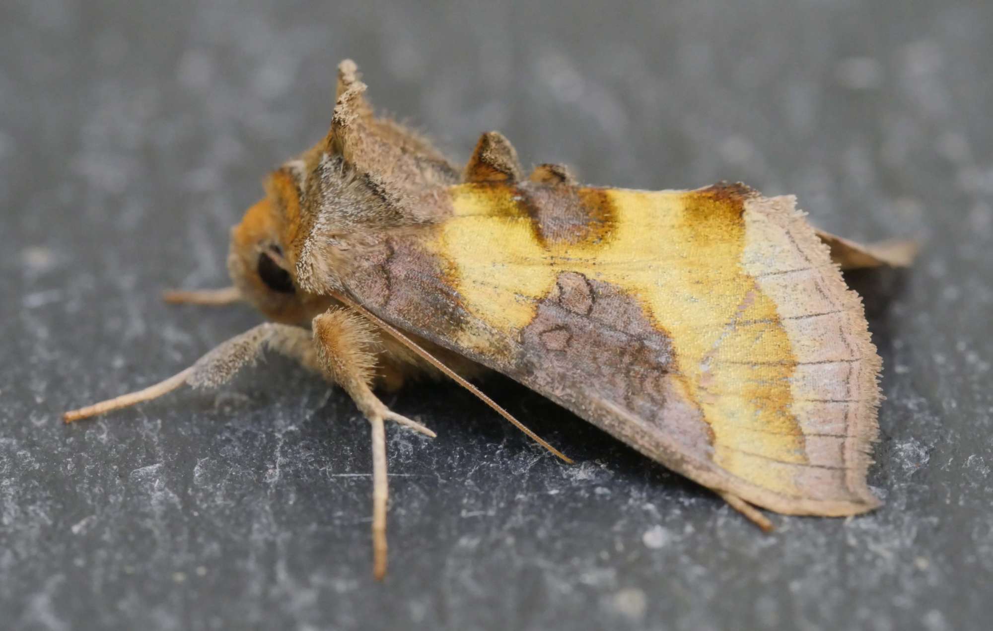 Burnished Brass (Diachrysia chrysitis) photographed in Somerset by Jenny Vickers