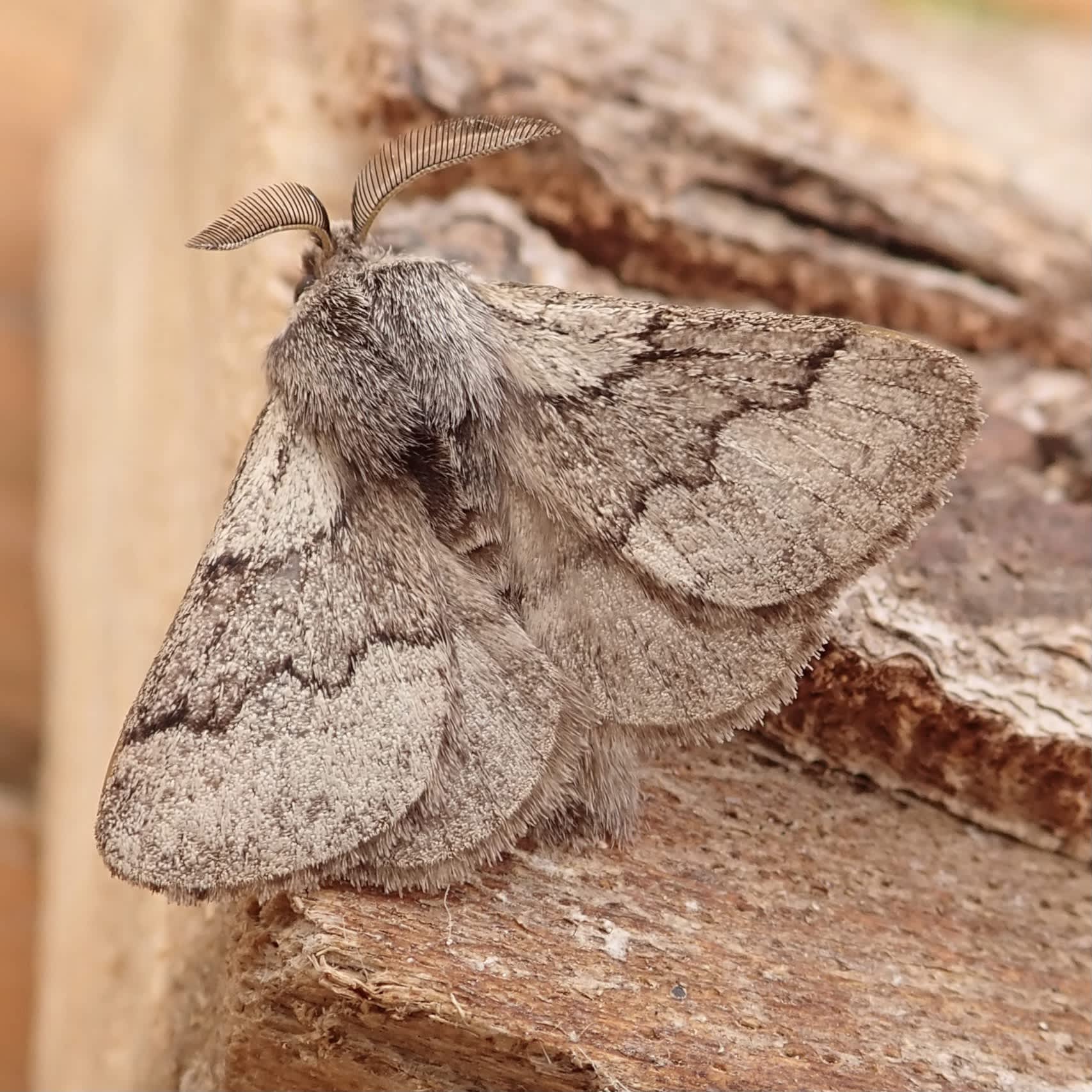 Pale Eggar (Trichiura crataegi) photographed in Somerset by Sue Davies 