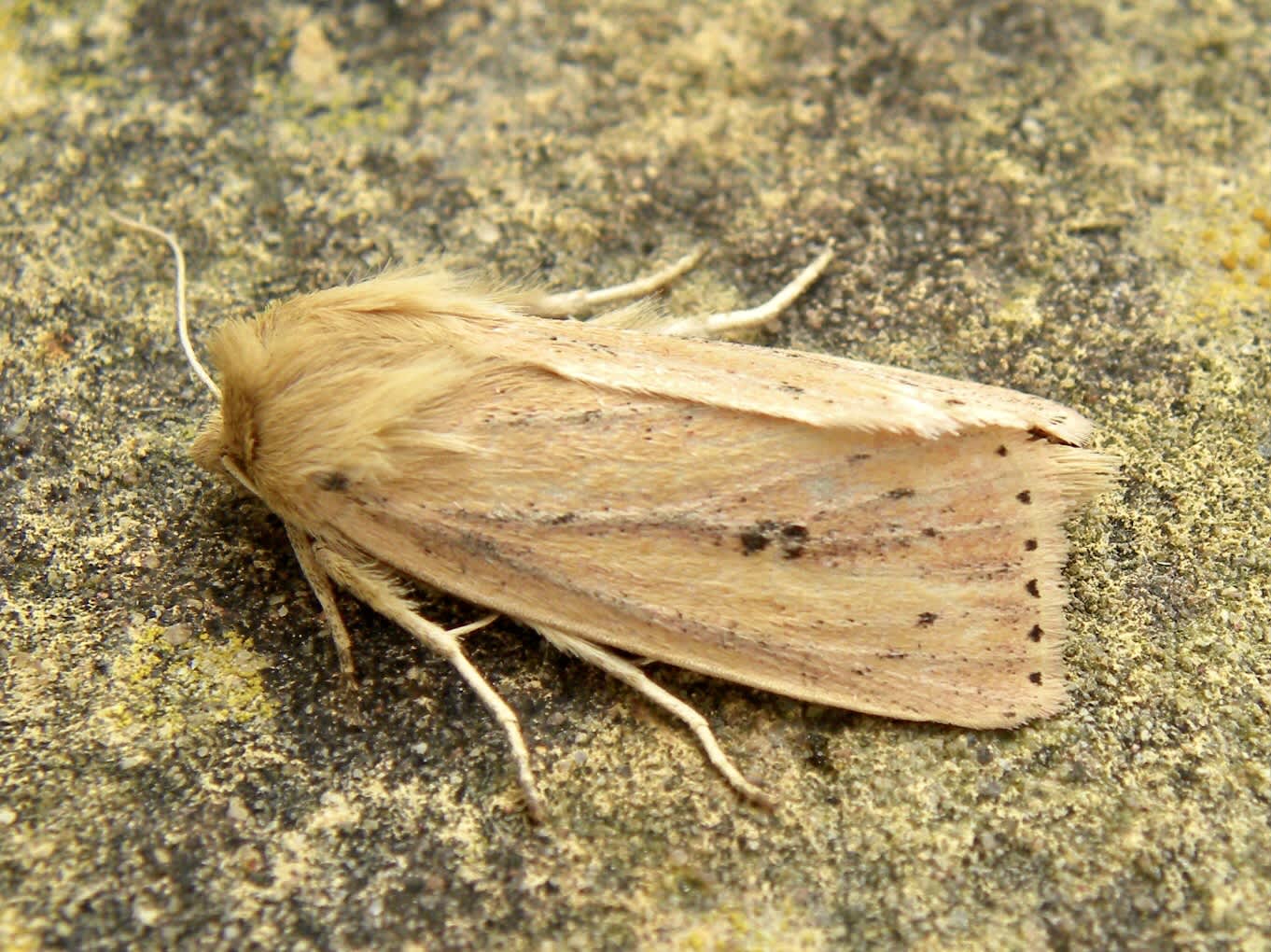 Webb's Wainscot (Globia sparganii) photographed in Somerset by Sue Davies