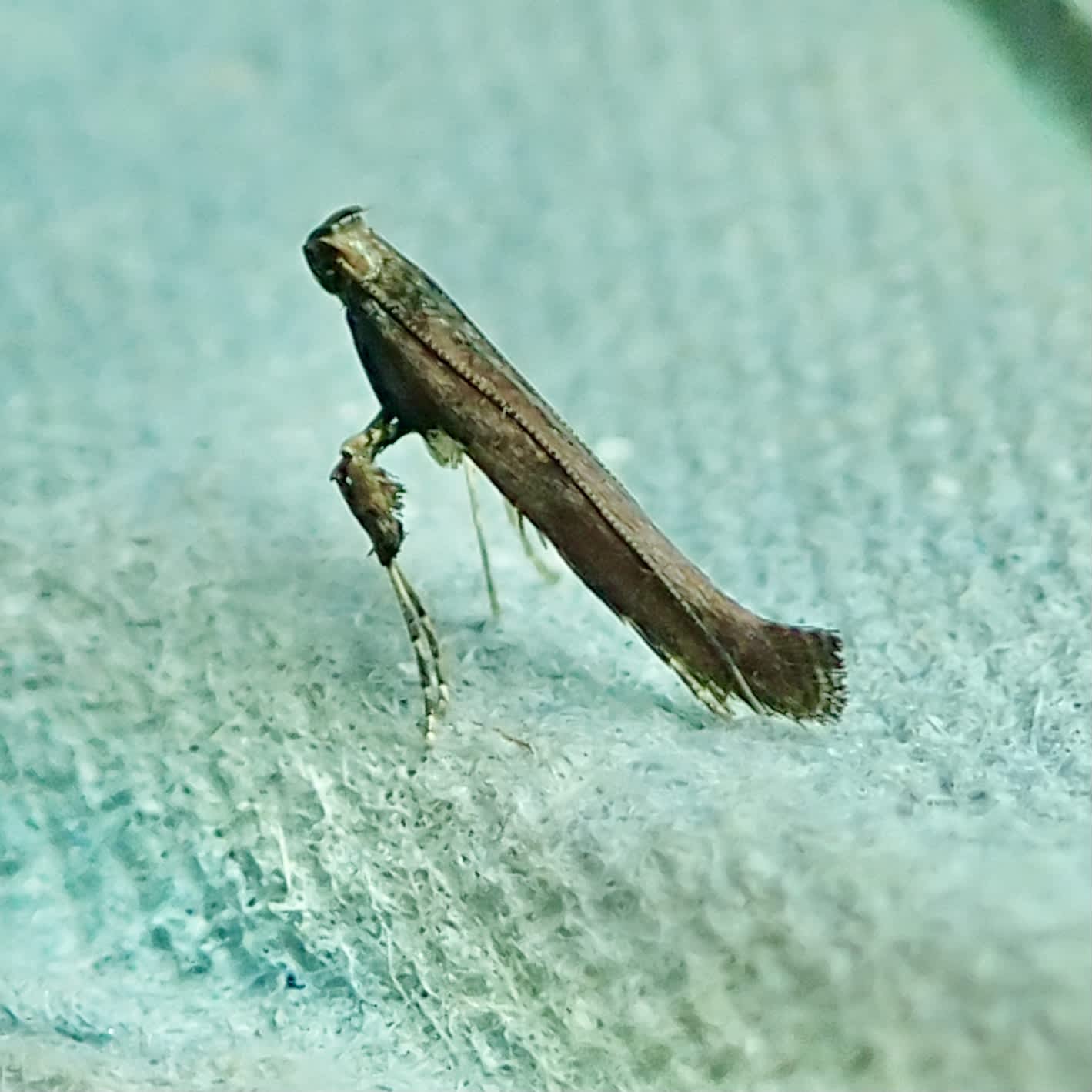 Scarce Alder Slender (Caloptilia falconipennella) photographed in Somerset by Sue Davies