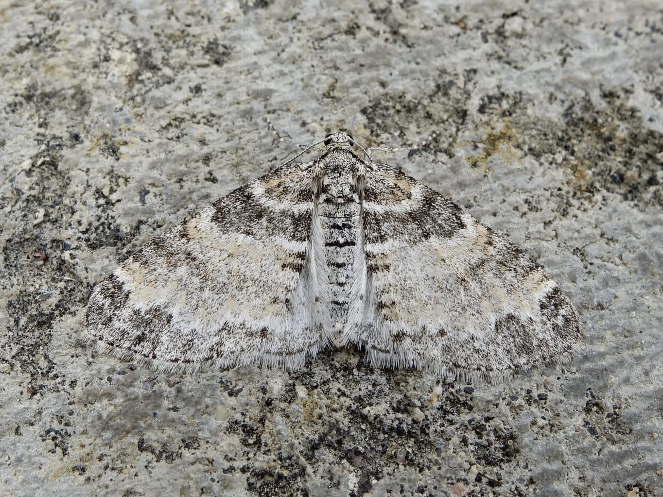 The Seraphim (Lobophora halterata) photographed in Somerset by Sue Davies