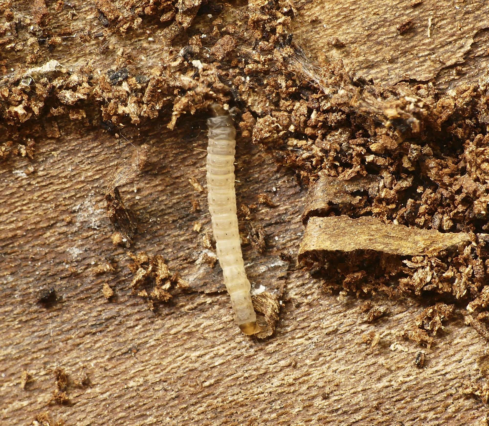 Italian Tubic (Metalampra italica) photographed in Somerset by Paul Wilkins