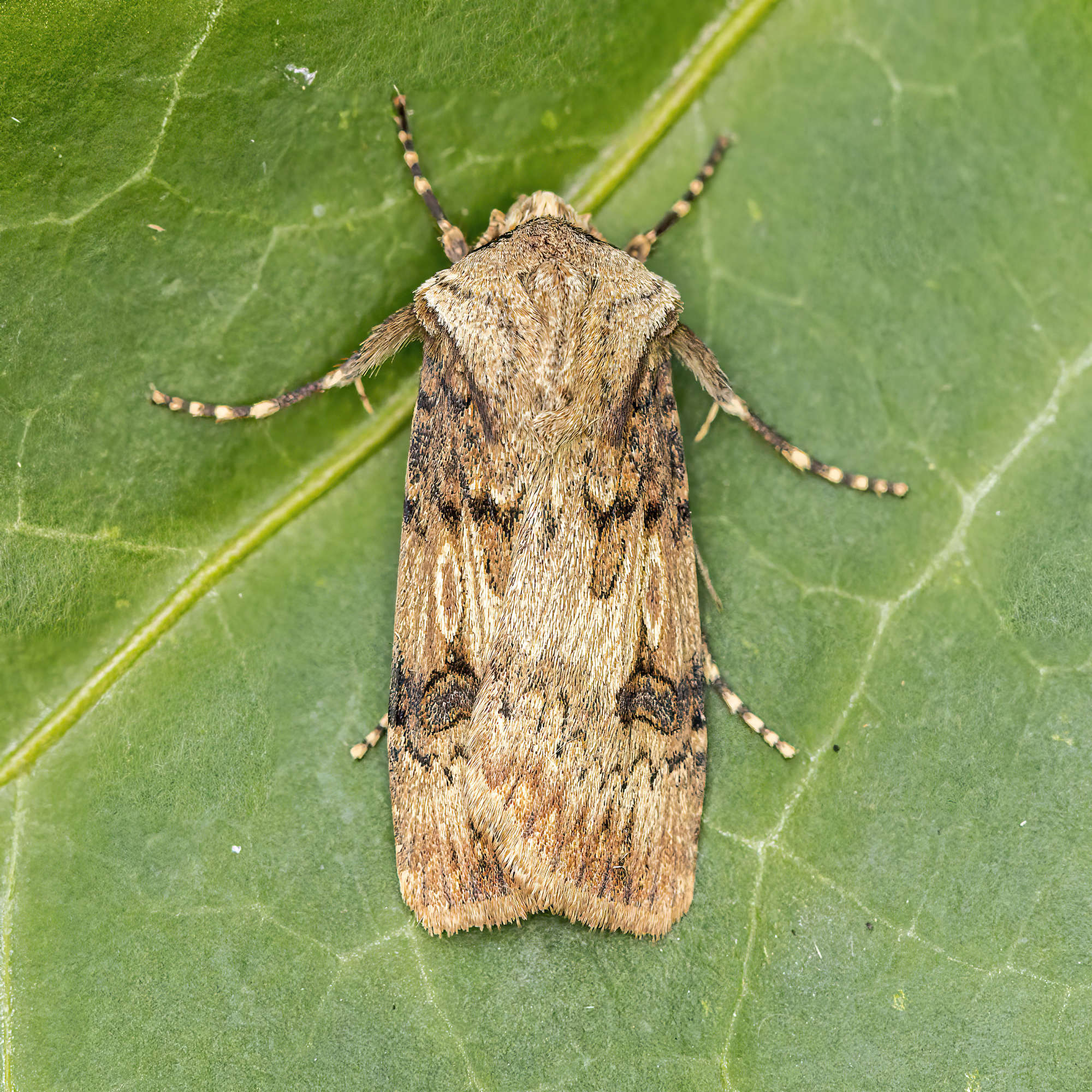 Shuttle-shaped Dart (Agrotis puta) photographed in Somerset by Nigel Voaden