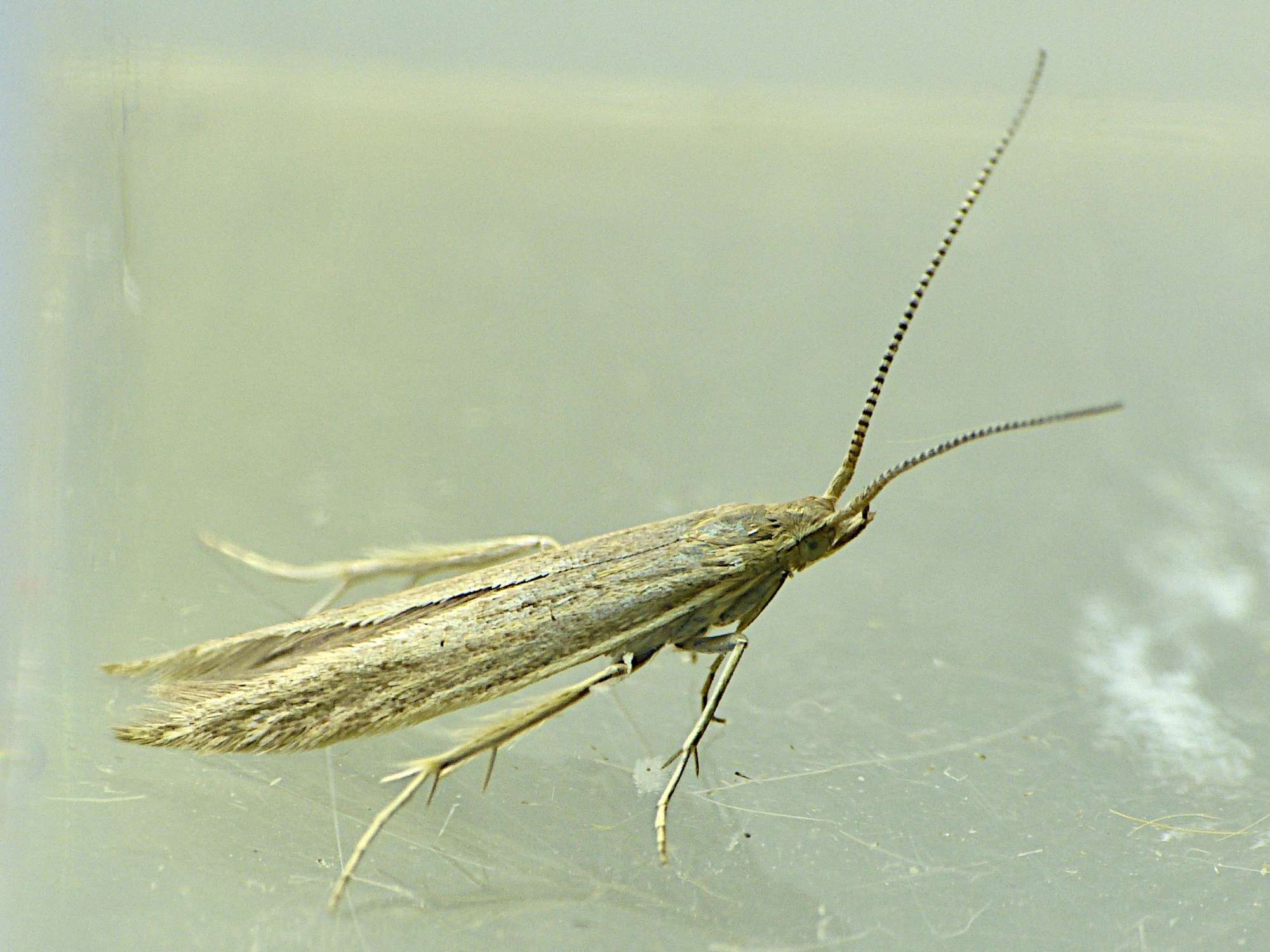 Speckled Case-bearer (Coleophora sternipennella) photographed in Somerset by Paul Wilkins