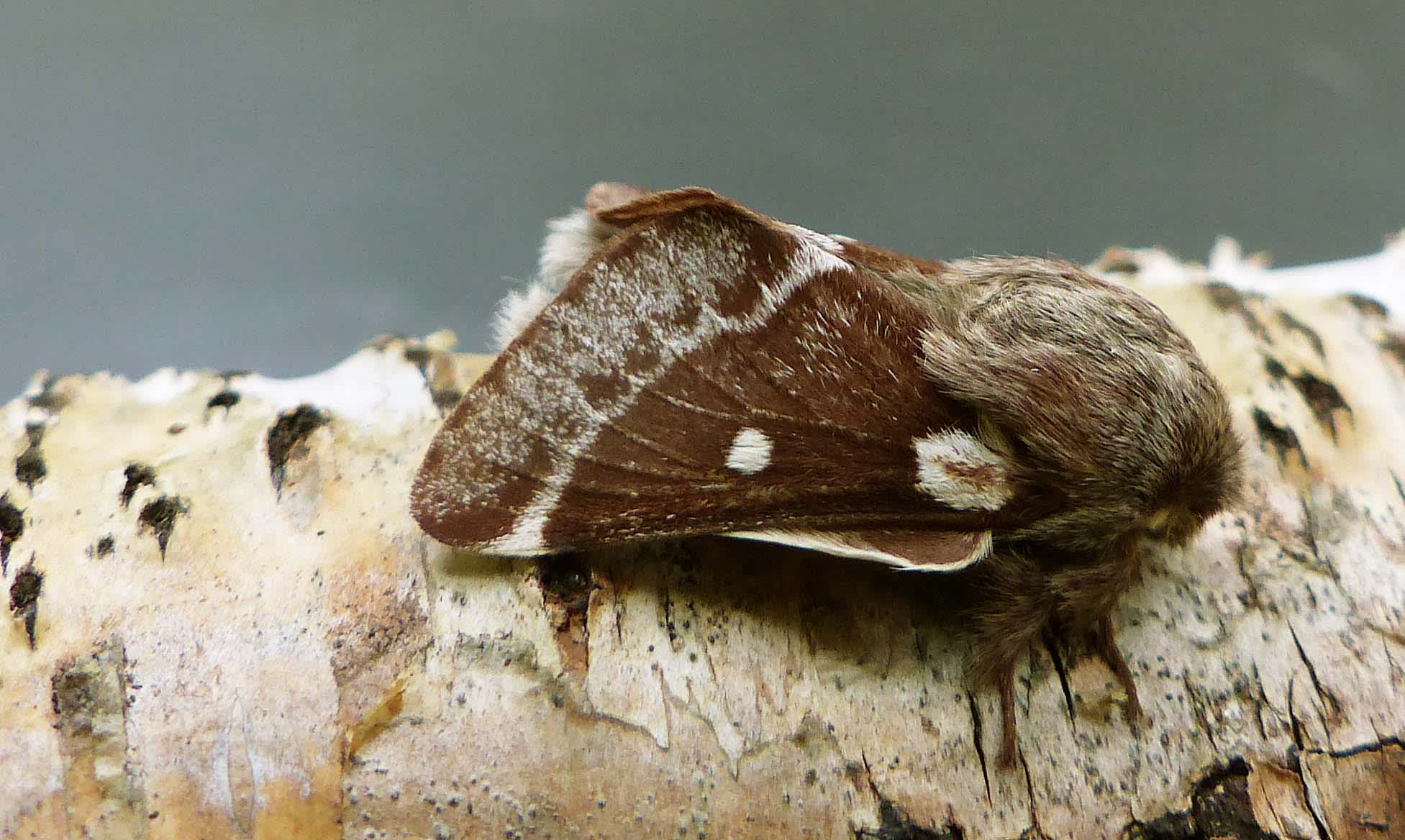 Small Eggar (Eriogaster lanestris) photographed in Somerset by Jenny Vickers